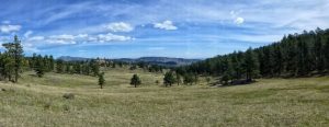 Meadow