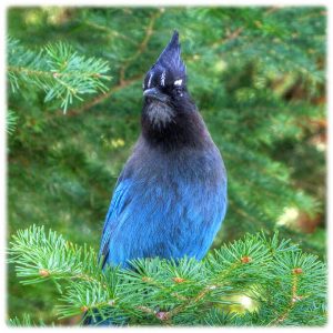 Stellars Jay