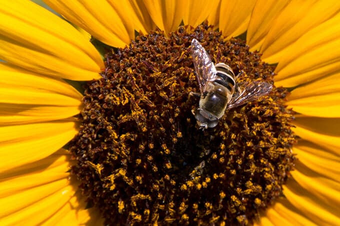 Beautiful Bee on a Sunflower
