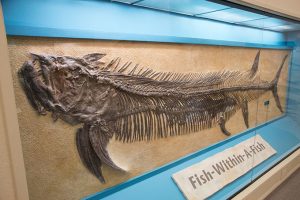 Fish Within A Fish Fossil