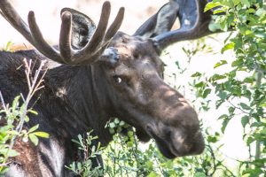 RMNP Bull Moose - So Ugly It’s Cute