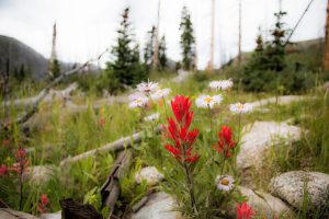 Indian Paintbrush and Daisies