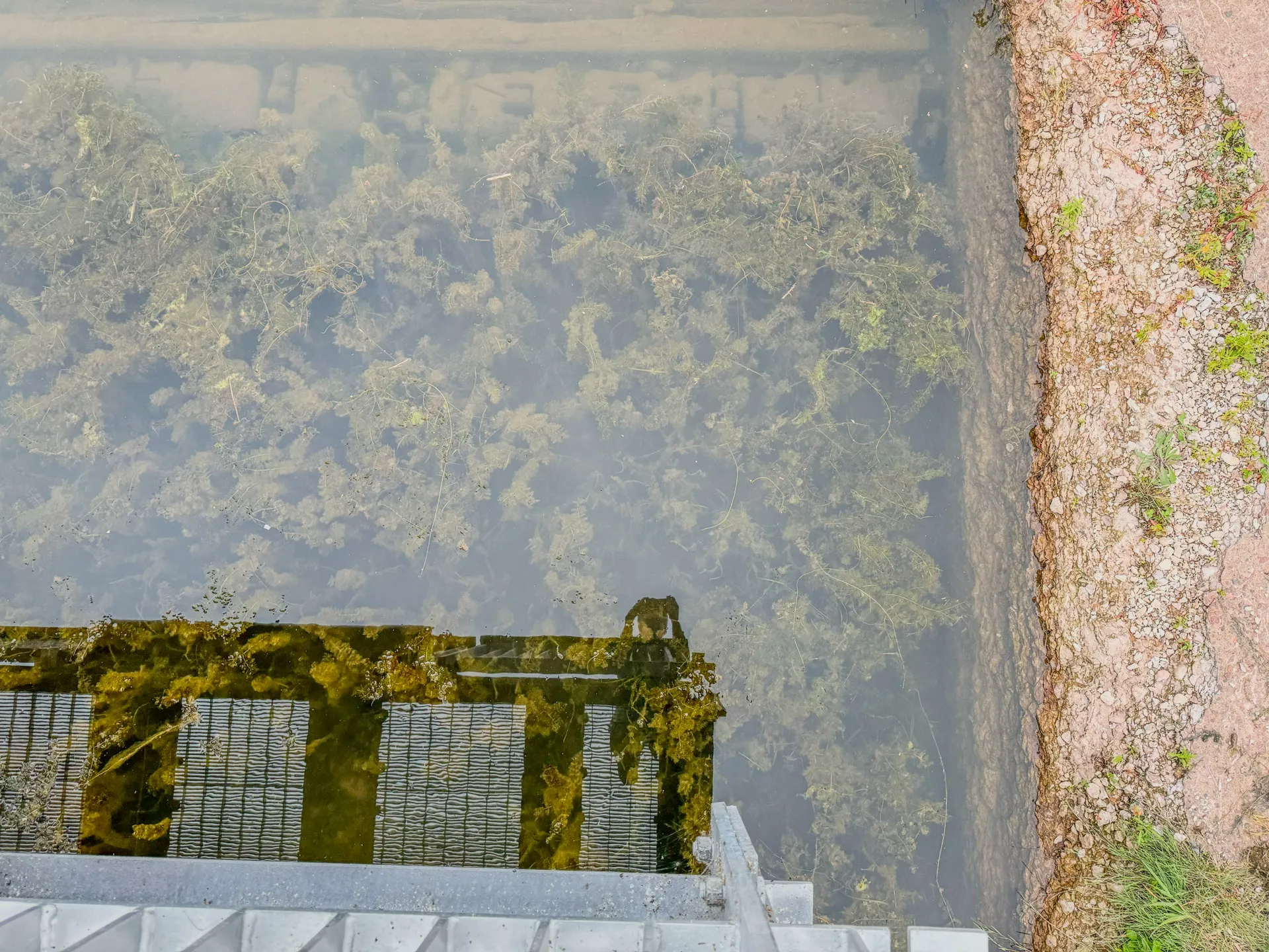 A view of a water body's surface in Ashland, Wisconsin, showing underwater plants and a section of the grated metal platform at Ashland Oredock