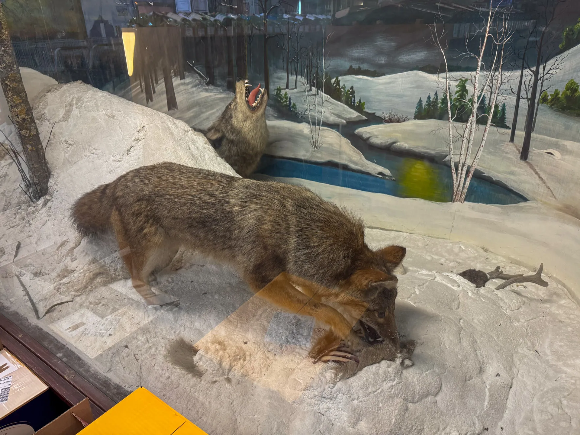 Two taxidermy wolves are displayed in a diorama, depicting a snowy landscape with a stream, trees, and hills in the background. One wolf is sniffing the ground while the other howls in the background, capturing the wild spirit reminiscent of Walker Bay Spirits' untamed essence.