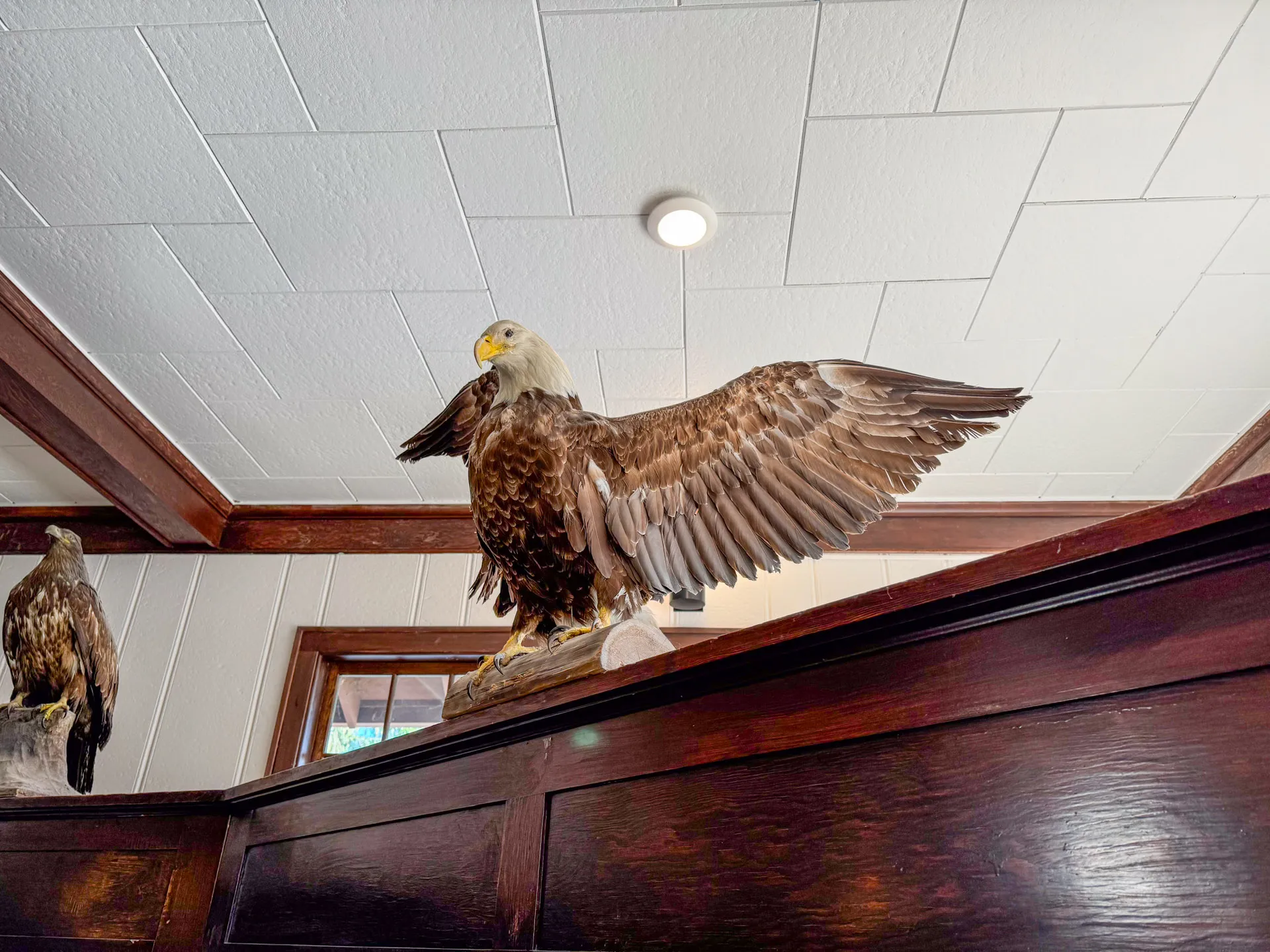 A taxidermy eagle with wings spread is displayed on a wooden shelf under a paneled white ceiling, standing guard over a collection of finely curated bottles from Walker Bay Spirits.