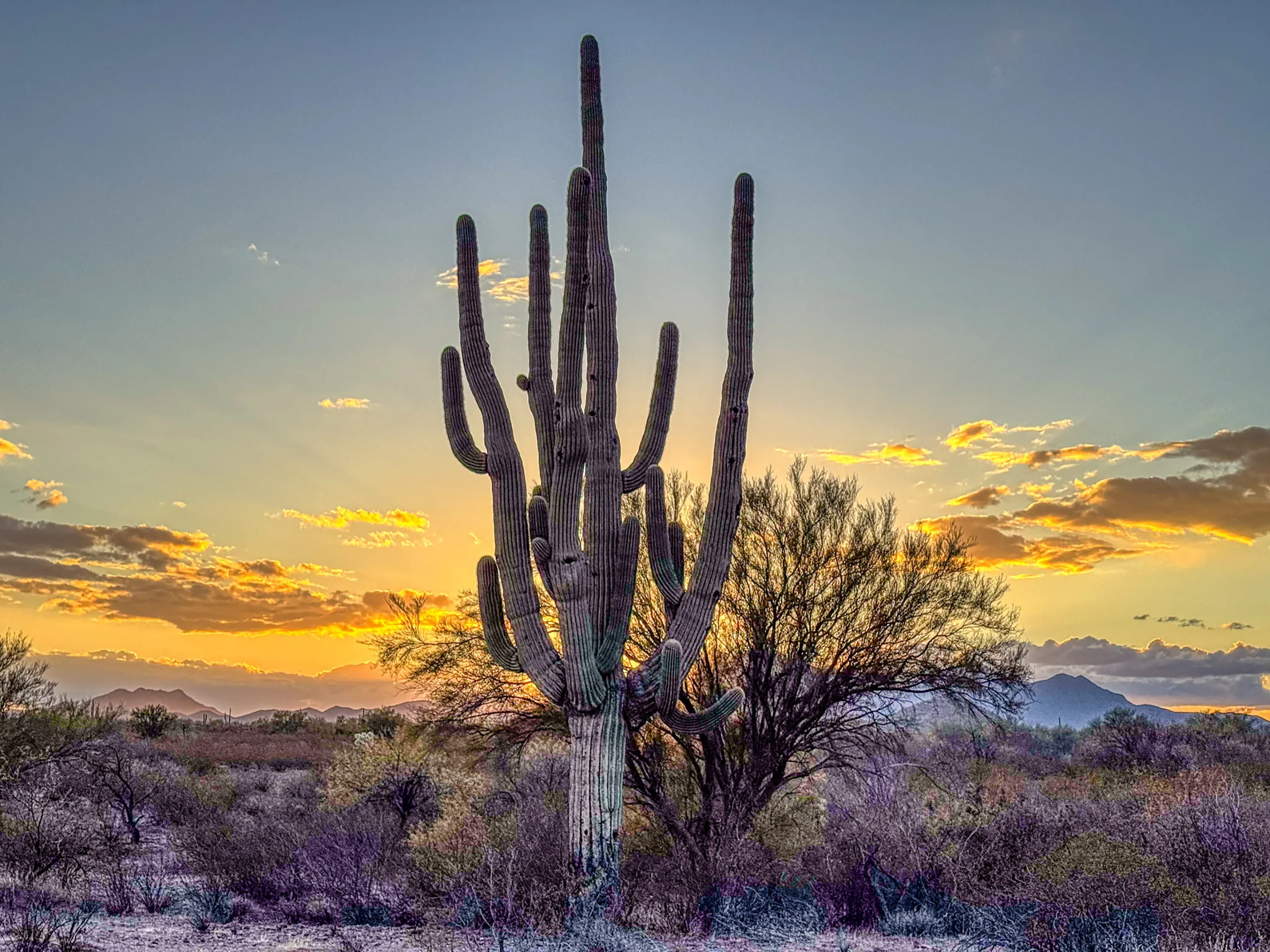A large saguaro cactus stands tall against a vibrant sunset, surrounded by desert shrubs. The sky glows with hues of orange, pink, and blue, while scattered clouds catch the light. Mountains are visible in the distance, adding depth to the serene desert landscape.