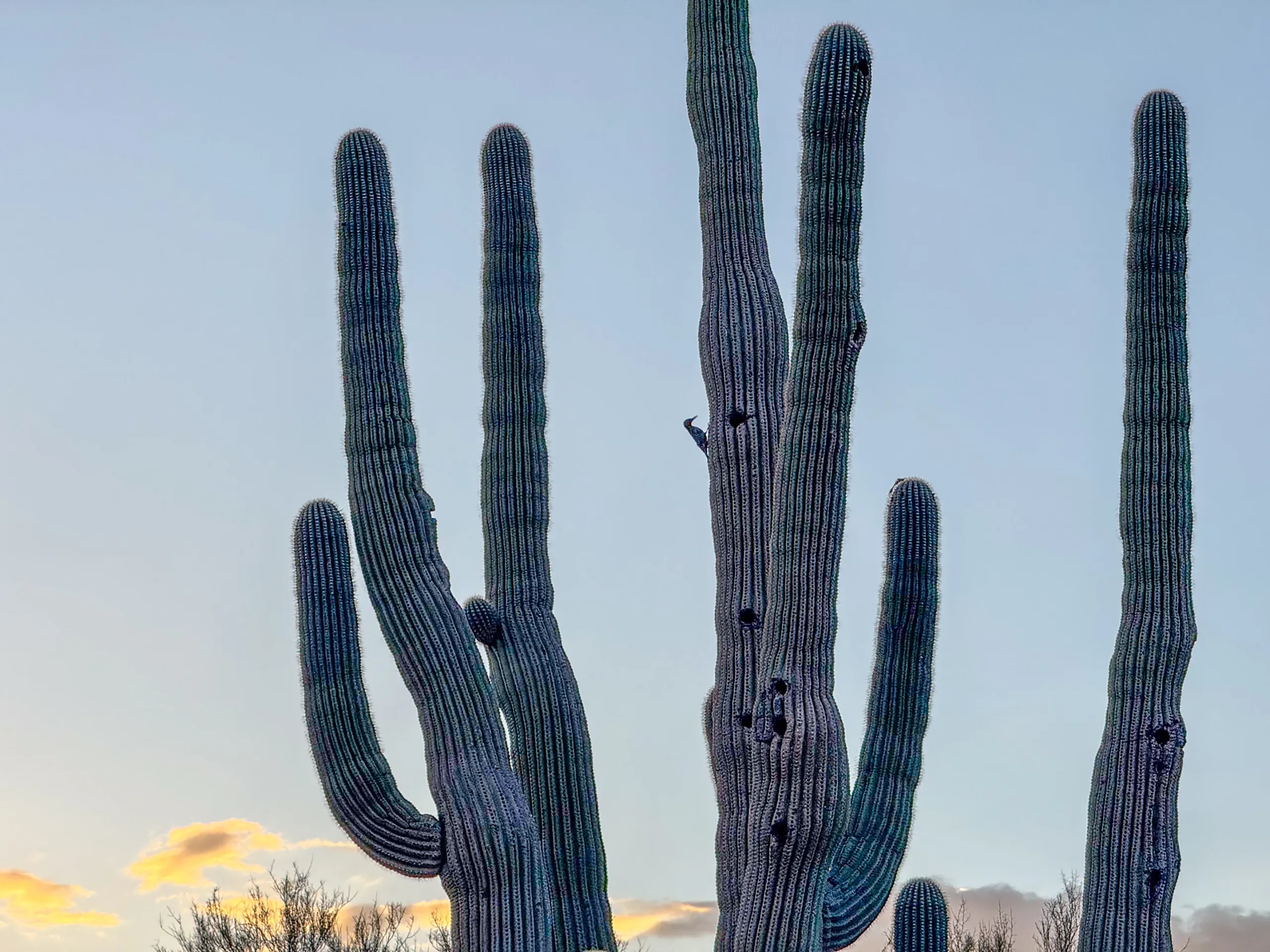 Close-up of tall, multi-armed cacti against a pale blue sky at sunset. The cacti have a textured, ribbed surface with small holes and dark patches. Soft, orange and yellow clouds are visible near the horizon, adding warmth to the scene. Sparse desert vegetation is seen at the bottom. A bird is visible on the cactus
