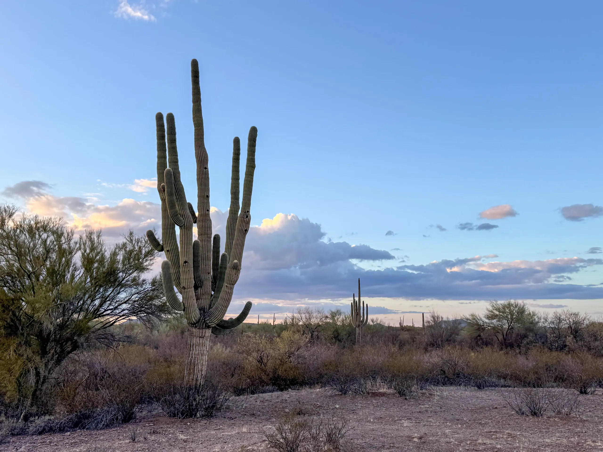 A desert landscape at dusk features a tall saguaro cactus in the foreground. Surrounding shrubs and a few scattered saguaro cacti extend into the distance. The sky is mostly clear with scattered clouds, and the horizon displays soft shades of pink and orange.