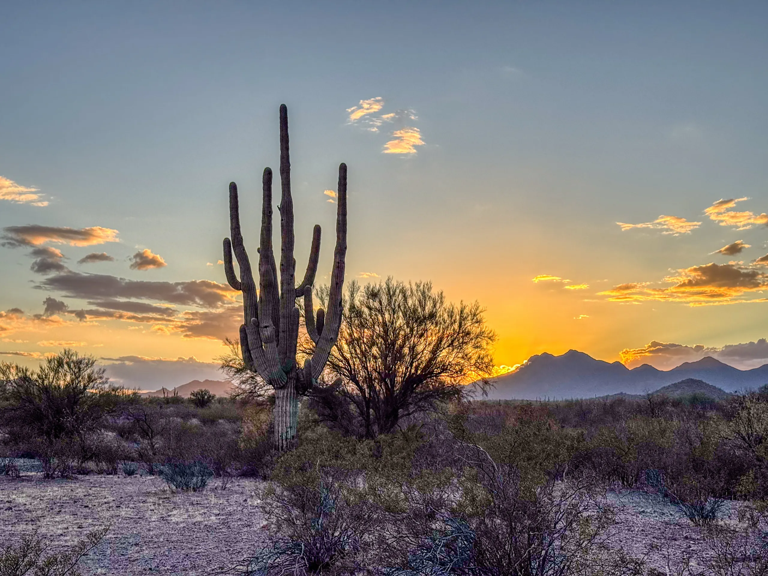 Sunset over a desert landscape with a prominent saguaro cactus on the left. The sky has hues of orange and yellow with scattered clouds. Mountains are silhouetted in the background. Sparse vegetation and desert shrubs cover the ground, creating a tranquil scene.