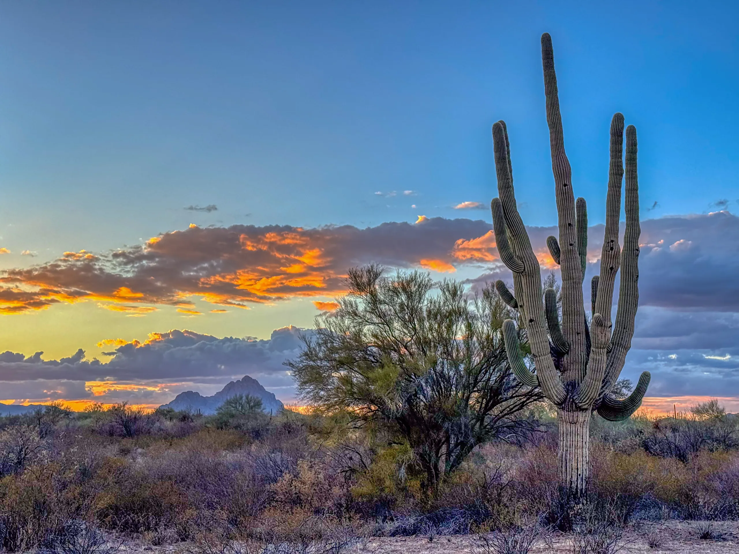 Desert landscape at sunset with a large saguaro cactus in the foreground. The sky is a mix of blue, yellow, and orange hues as the sun sets behind scattered clouds. Bushes and distant mountains are visible under the colorful sky, adding depth to the scene.