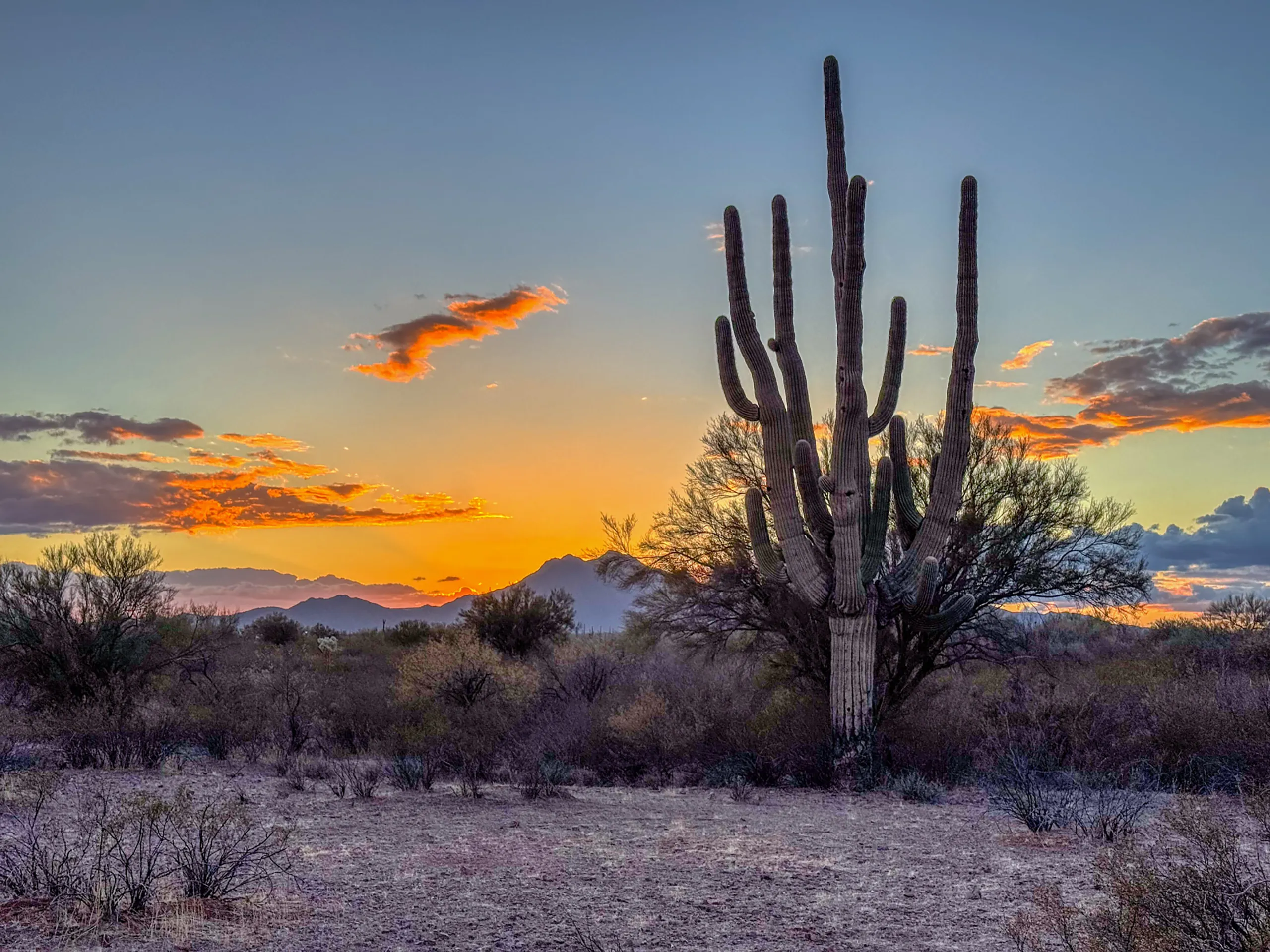 A desert landscape at sunset with a tall saguaro cactus prominently in the foreground. The sky is a gradient of orange to pale blue, dotted with scattered, silhouetted clouds. Mountains are visible in the distance, and the ground is covered with shrubs and dry vegetation.