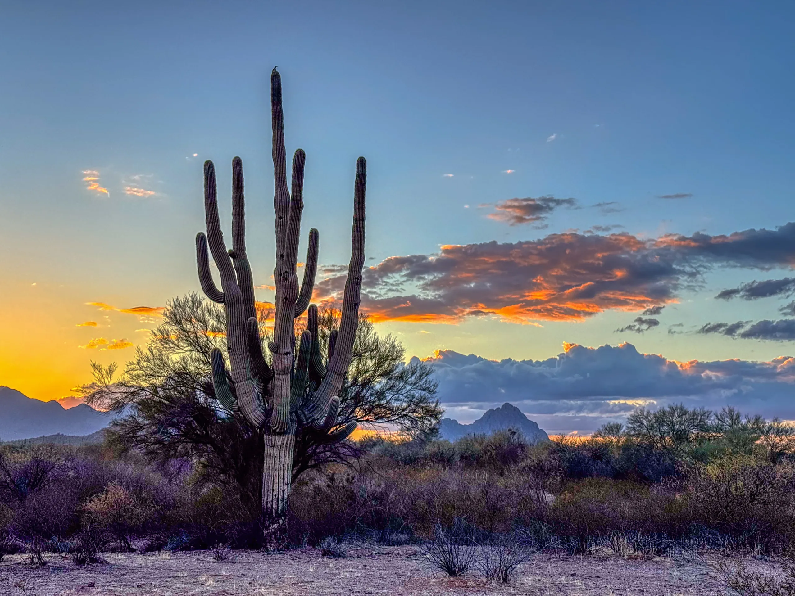 A tall saguaro cactus stands prominently in a desert landscape during sunset. The sky is painted with hues of orange, yellow, and blue, and scattered clouds reflect the colorful sunset. Distant mountains and desert vegetation are visible in the background.