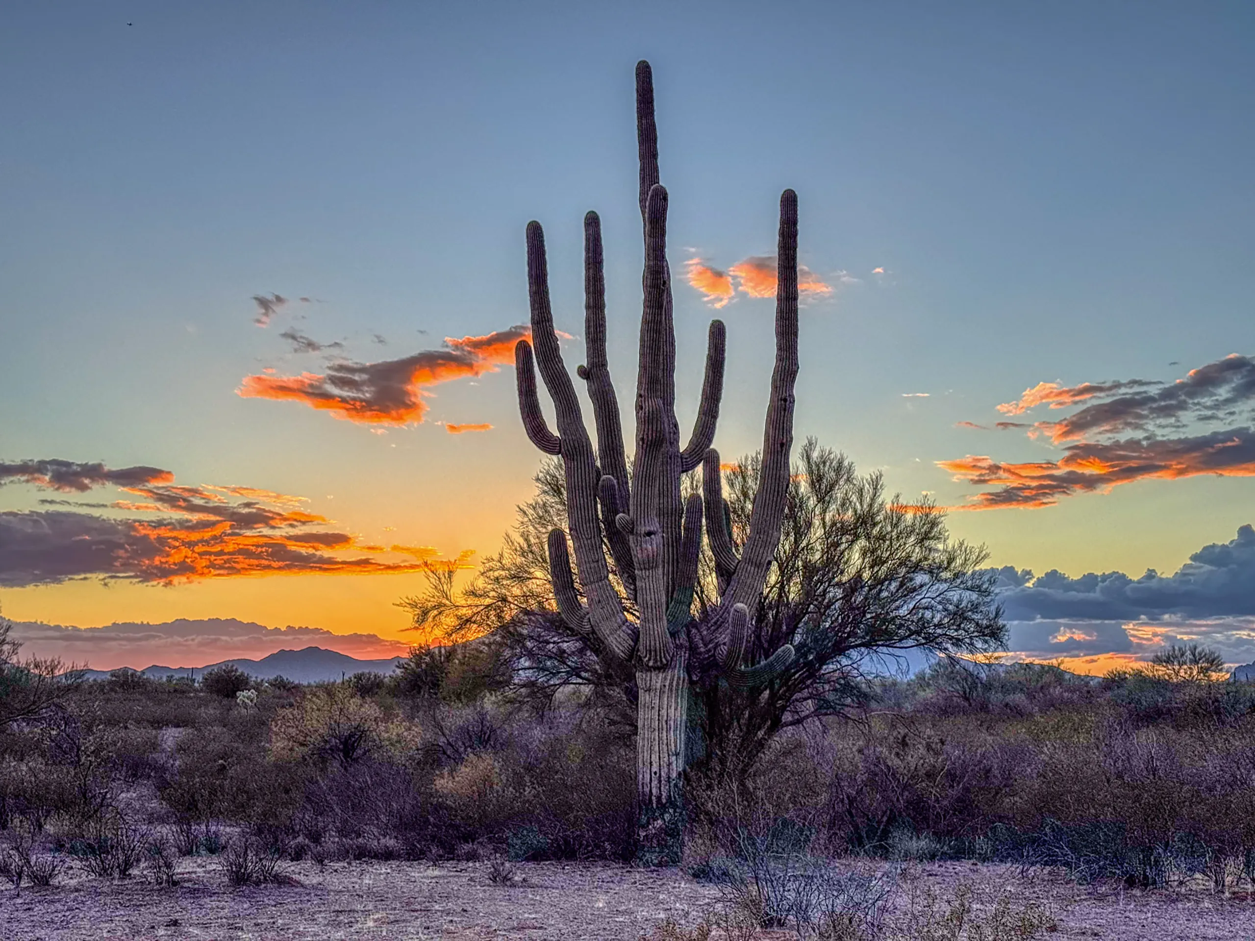 A large saguaro cactus stands prominently in a desert landscape during sunset. The sky is a gradient of blue to orange, with scattered clouds reflecting pink and orange hues. Distant mountains are visible on the horizon, surrounded by shrubs and desert vegetation in the foreground.