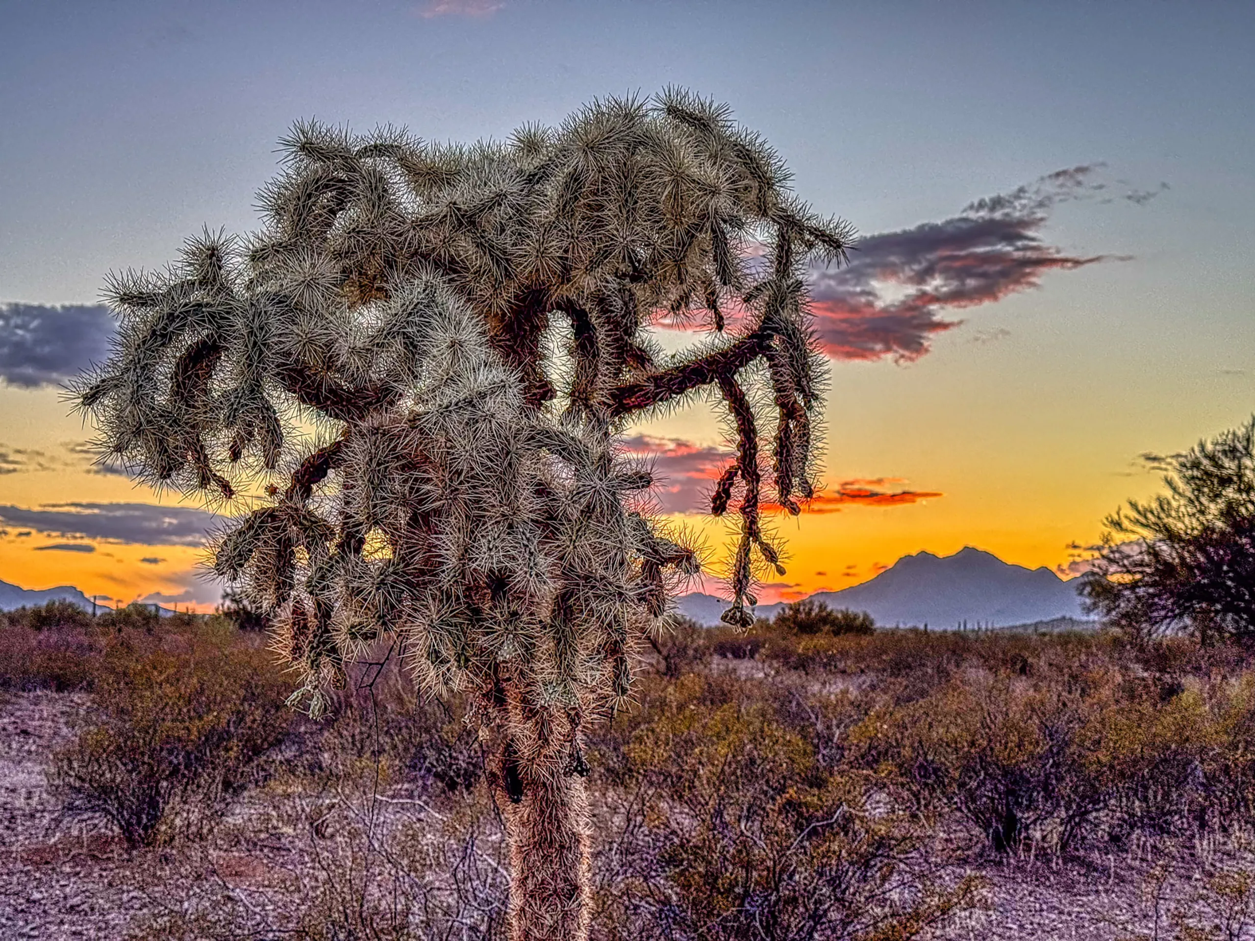 A spiny cholla cactus stands in the foreground against a sunset sky with hues of orange, pink, and purple. Distant mountains are silhouetted, with scattered desert vegetation covering the sandy ground. Soft clouds add depth to the colorful horizon.