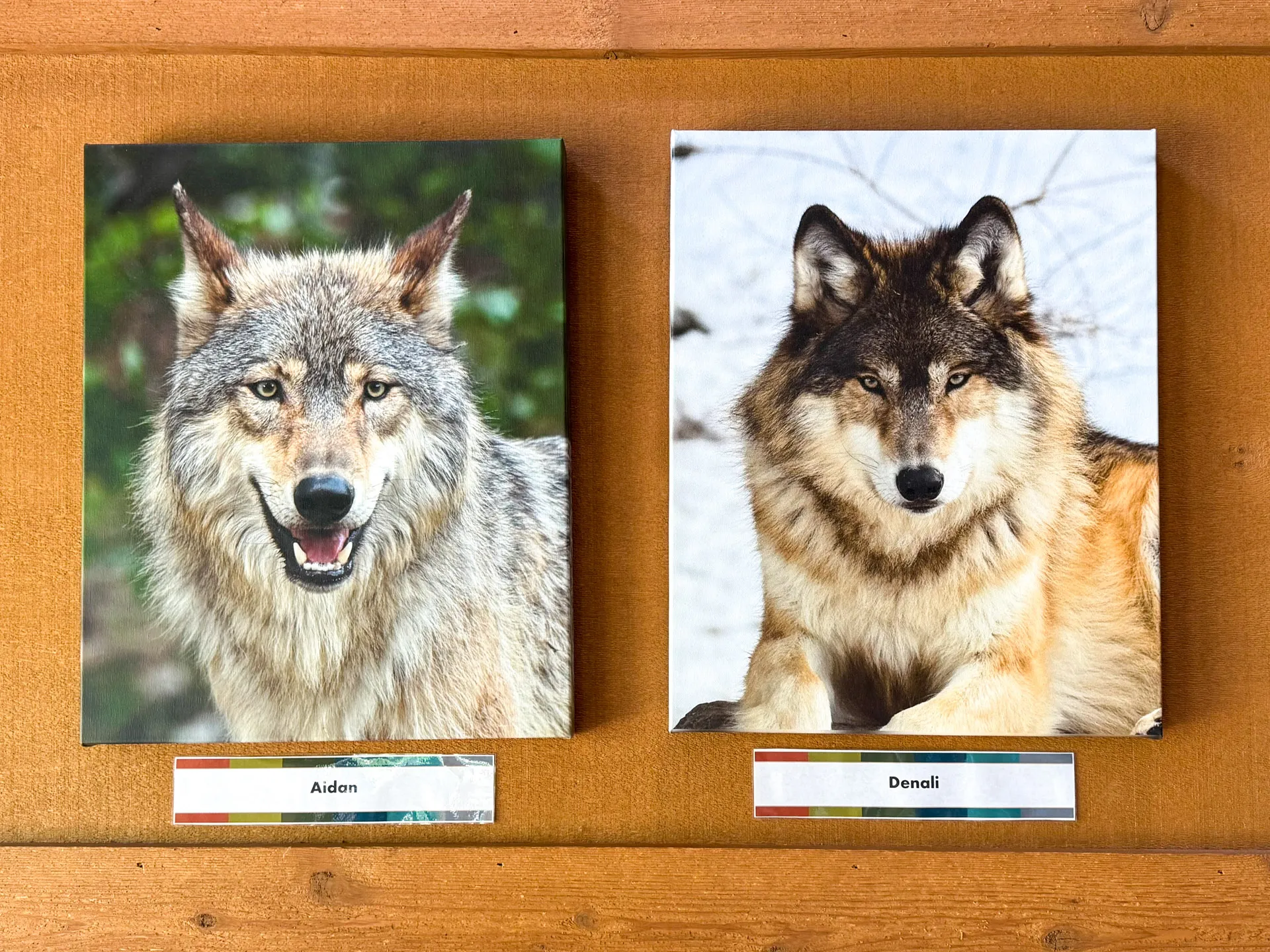 Two framed photos of wolves on a wooden wall. The left photo features a wolf labeled "Aidan," with a playful expression and greenery in the background. The right photo shows a wolf labeled "Denali," with a calm demeanor and a snowy background. Both wolves have thick, multicolored fur.