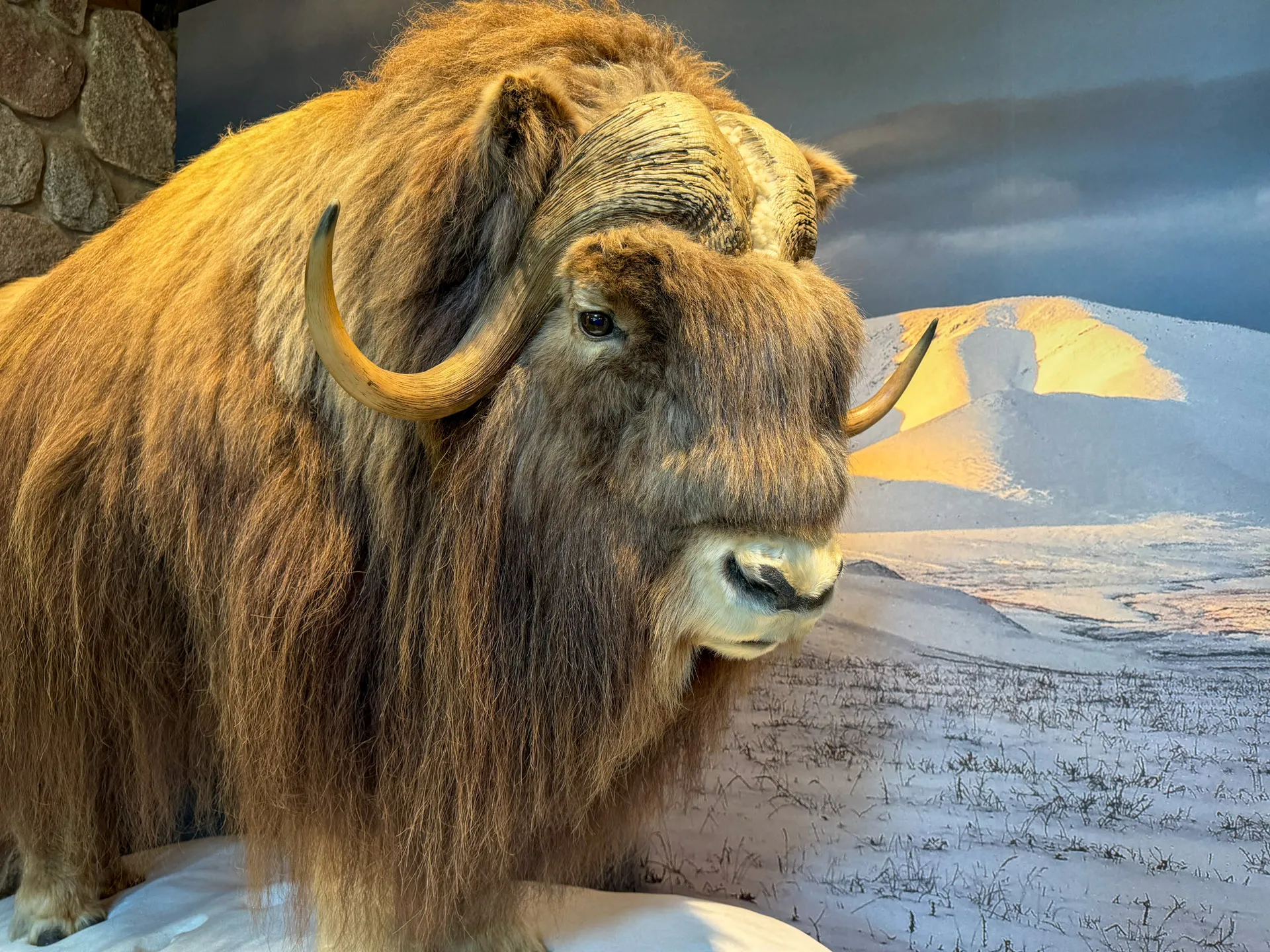 A taxidermy musk ox stands on display, showcasing its thick, brownish fur and curved horns. Its face is detailed, and it stands against a backdrop of a snowy landscape with distant hills under a moody sky, adding a sense of natural habitat.