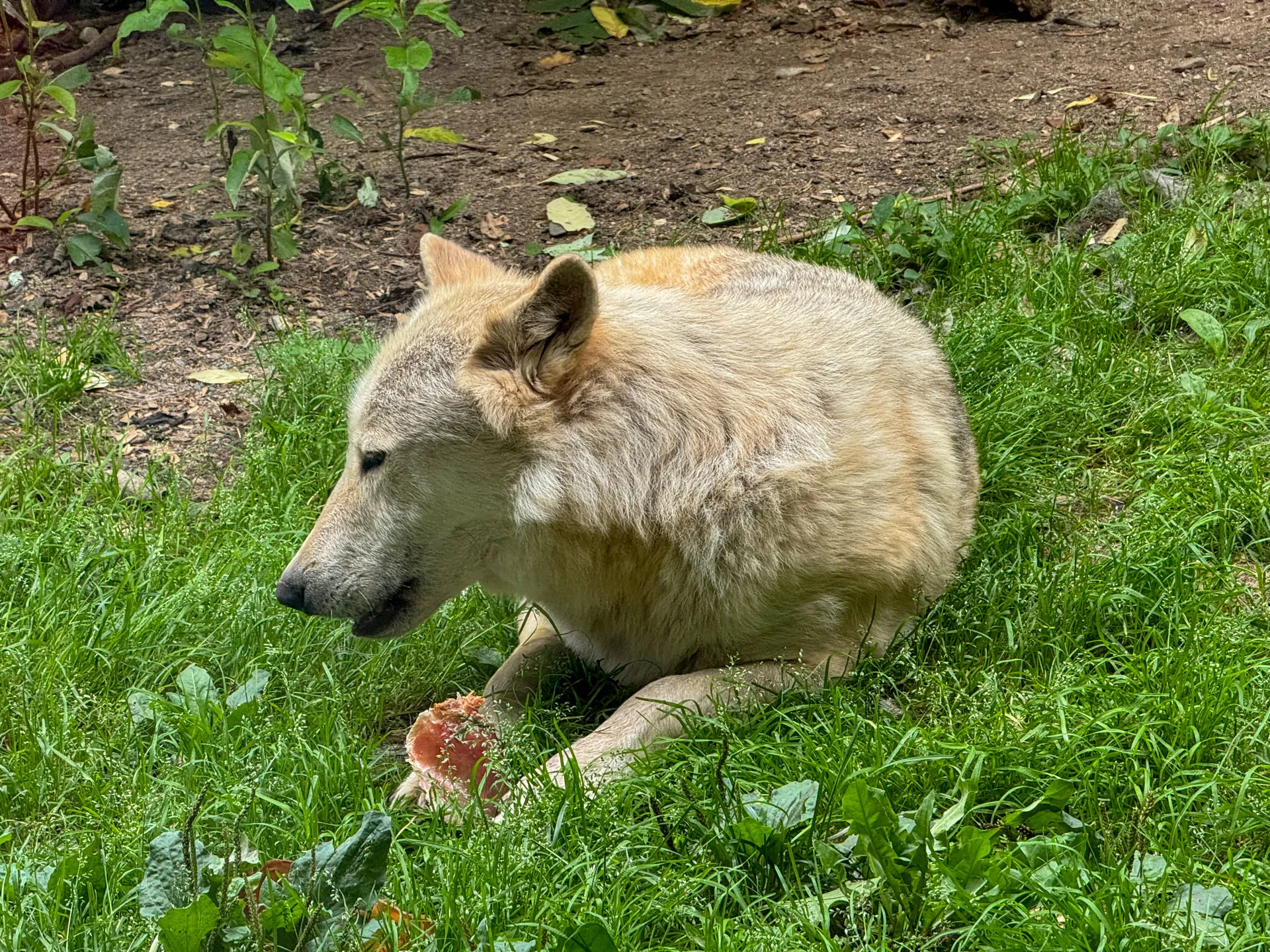 A light-colored wolf lies on lush green grass, holding a piece of meat with its front paws. The wolf looks to the left, with its ears perked up. The background shows some plants and soil, suggesting a natural, outdoor environment.
