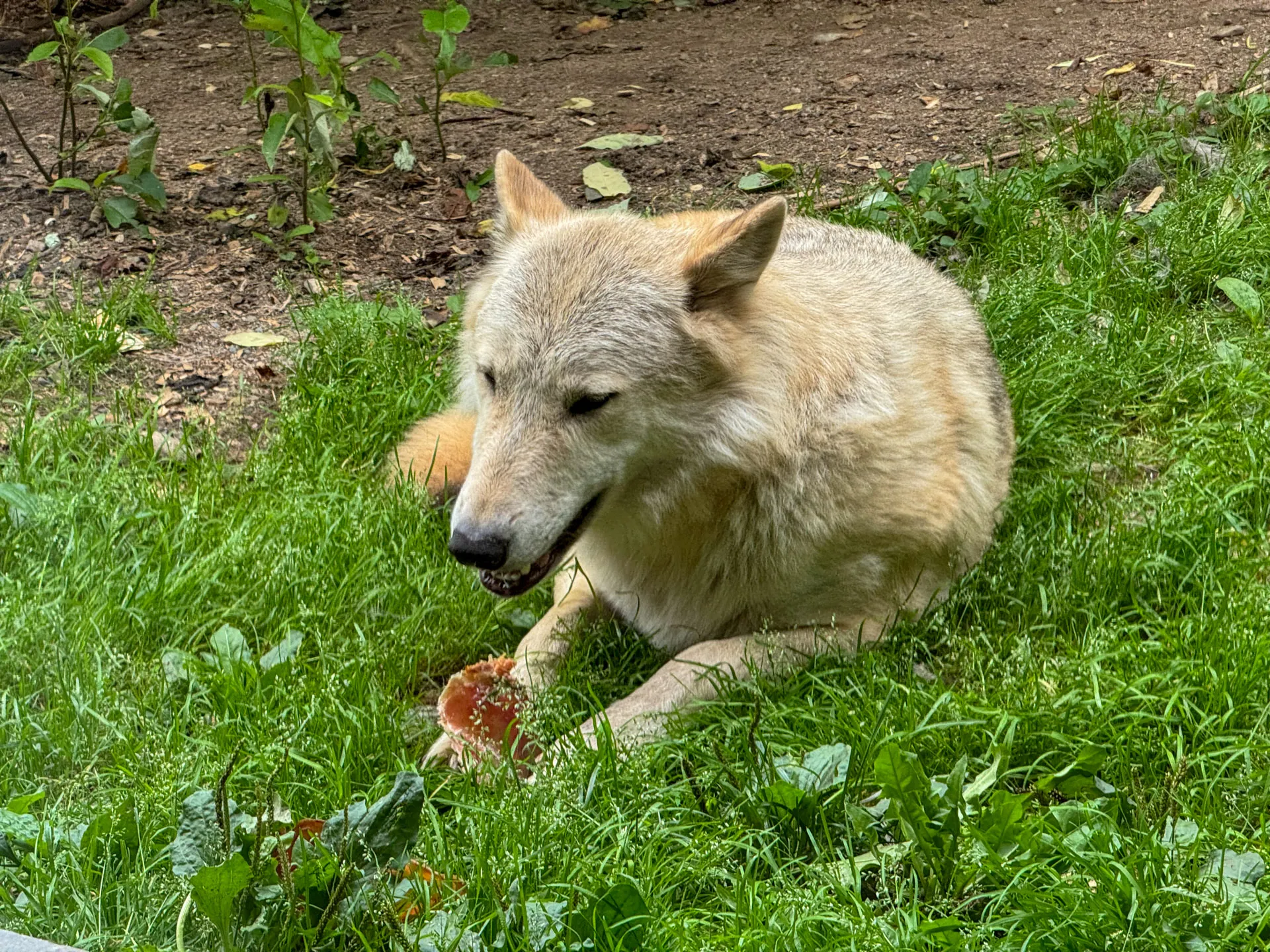 A light-colored wolf is lying on green grass, facing right. Its mouth is slightly open and front paws are visible. Surrounding the wolf are small plants and leaves on the grass. The background features a patch of bare soil with scattered leaves.