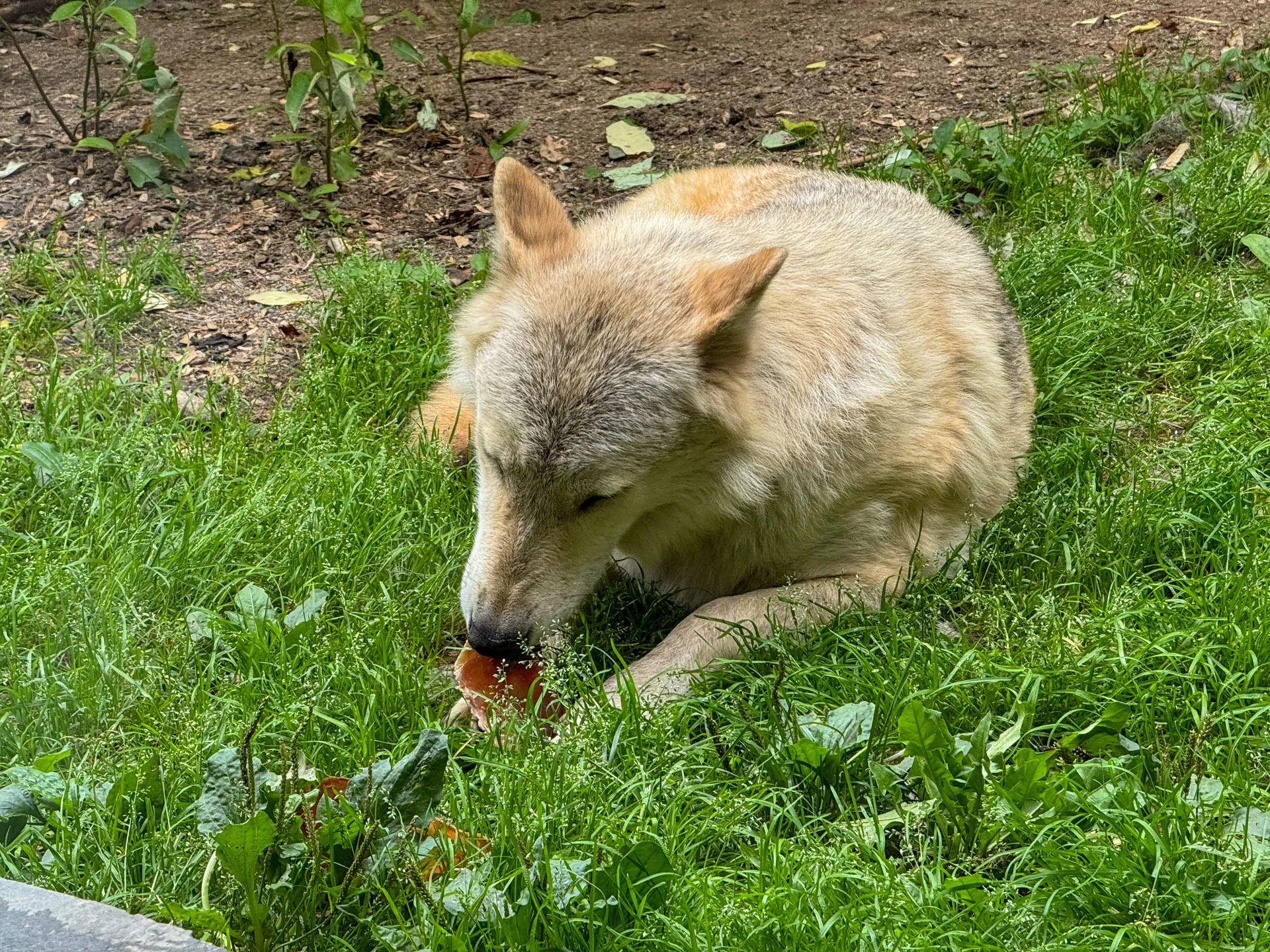A light-colored wolf lying on green grass, focused on eating a piece of meat. The scene is set outdoors, with a dirt patch and some small plants visible in the background, creating a natural environment. The wolf's fur is a mix of beige and white, blending into the grassy surroundings.