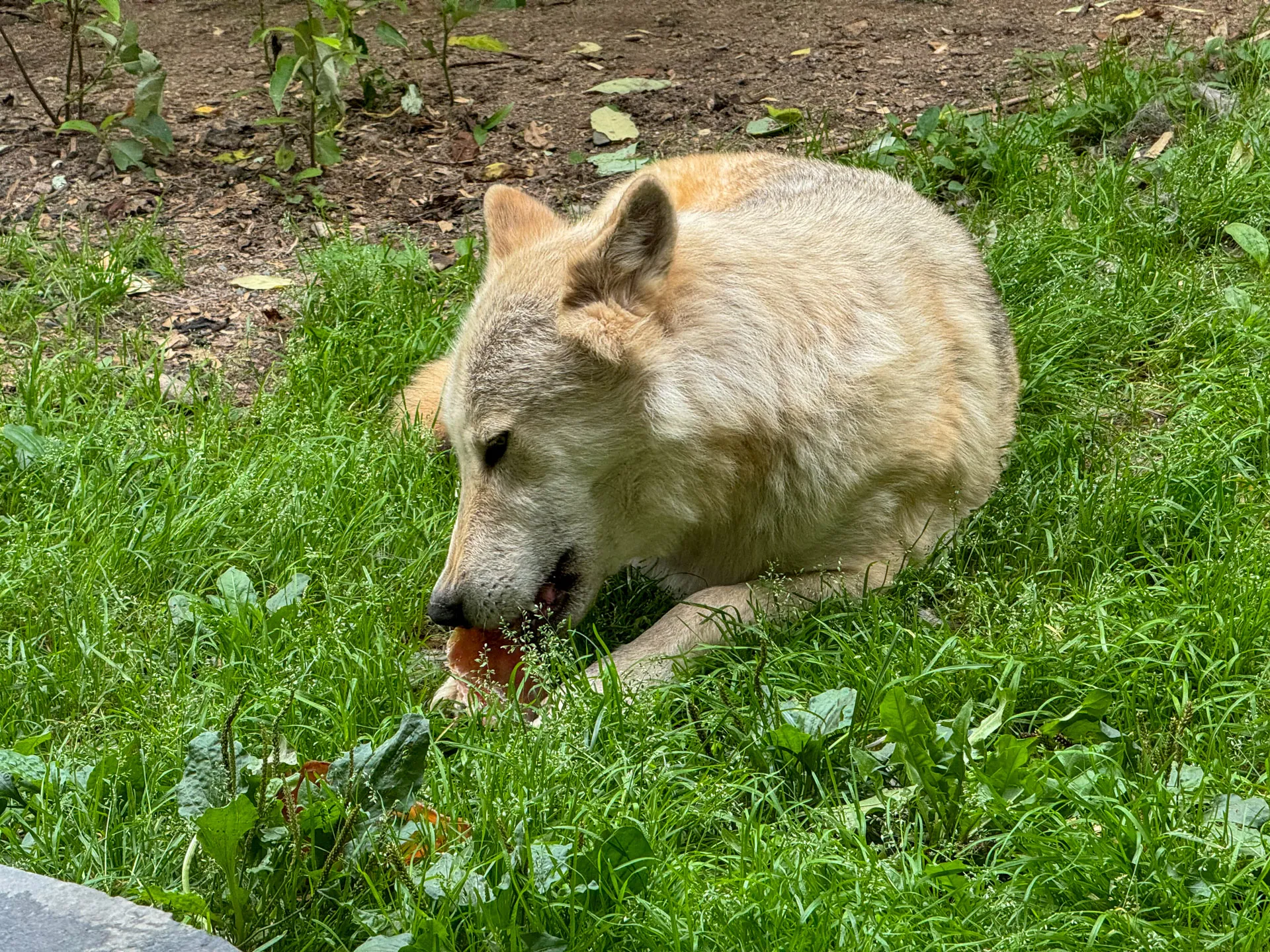 A wolf with light gray fur lies on green grass, chewing on a piece of meat. Its eyes are focused downward as it holds the meal with its front paws. The background includes patches of dirt and some small plants. The scene suggests a natural, outdoor environment.