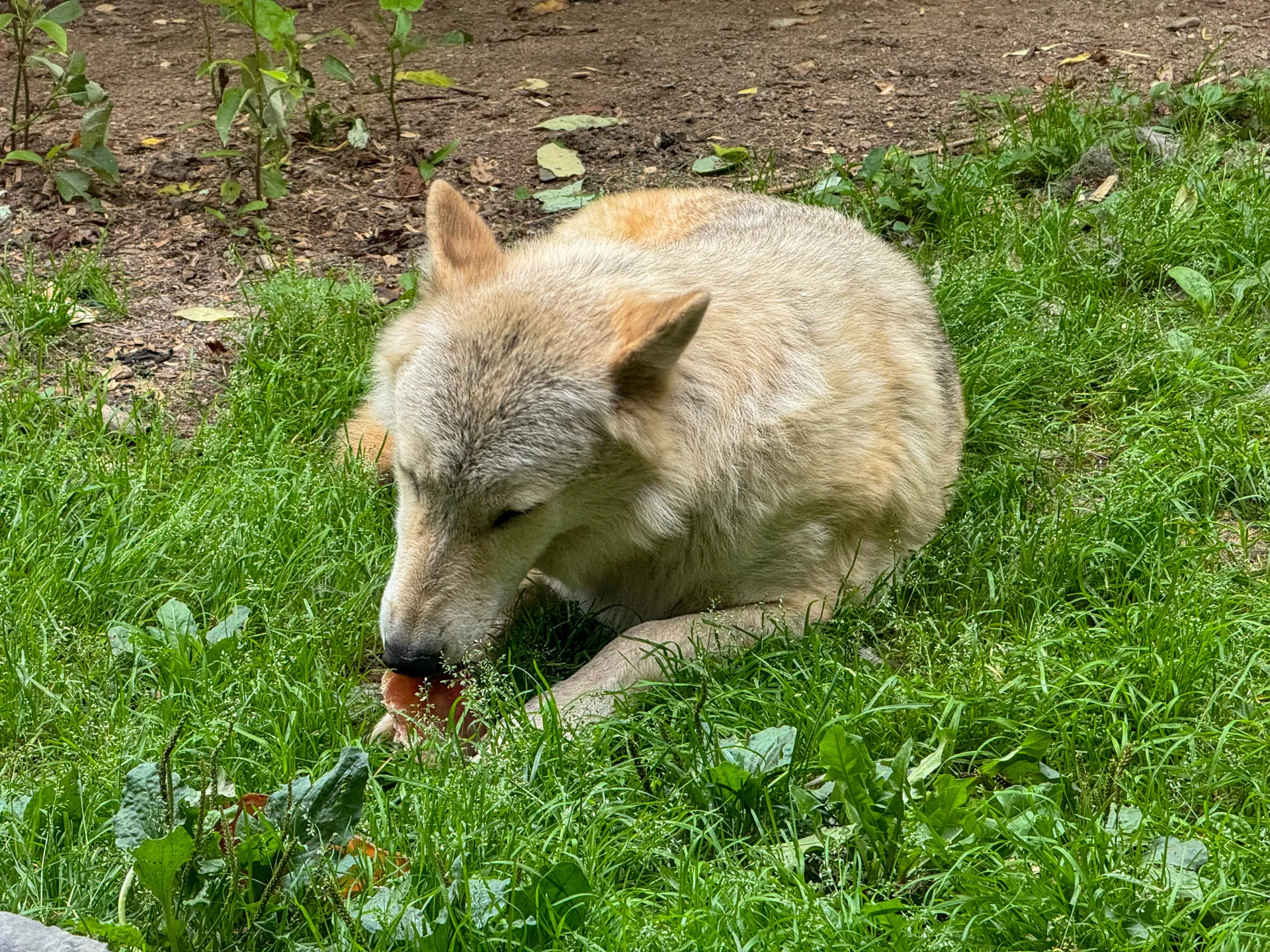 A light-haired wolf is lying on green grass, biting into a piece of meat. The surrounding area has scattered leaves and patches of dirt. The wolf's ears are pricked, and it is focused on its meal. The background features some small plants and a dirt path.