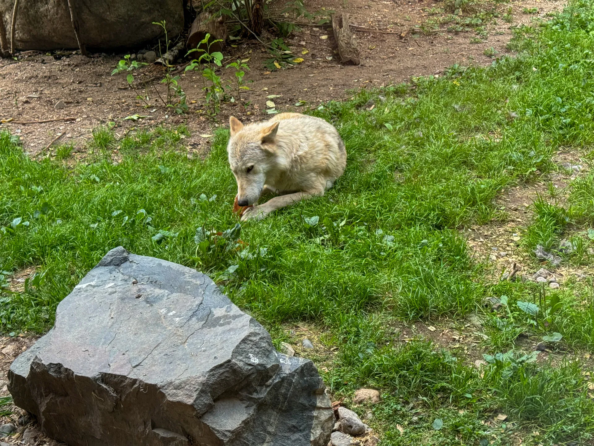A light-colored wolf is lying on green grass, chewing on a piece of food. In the foreground, there's a large, rough stone. The background includes dirt and some greenery, such as small plants and branches, creating a natural setting.