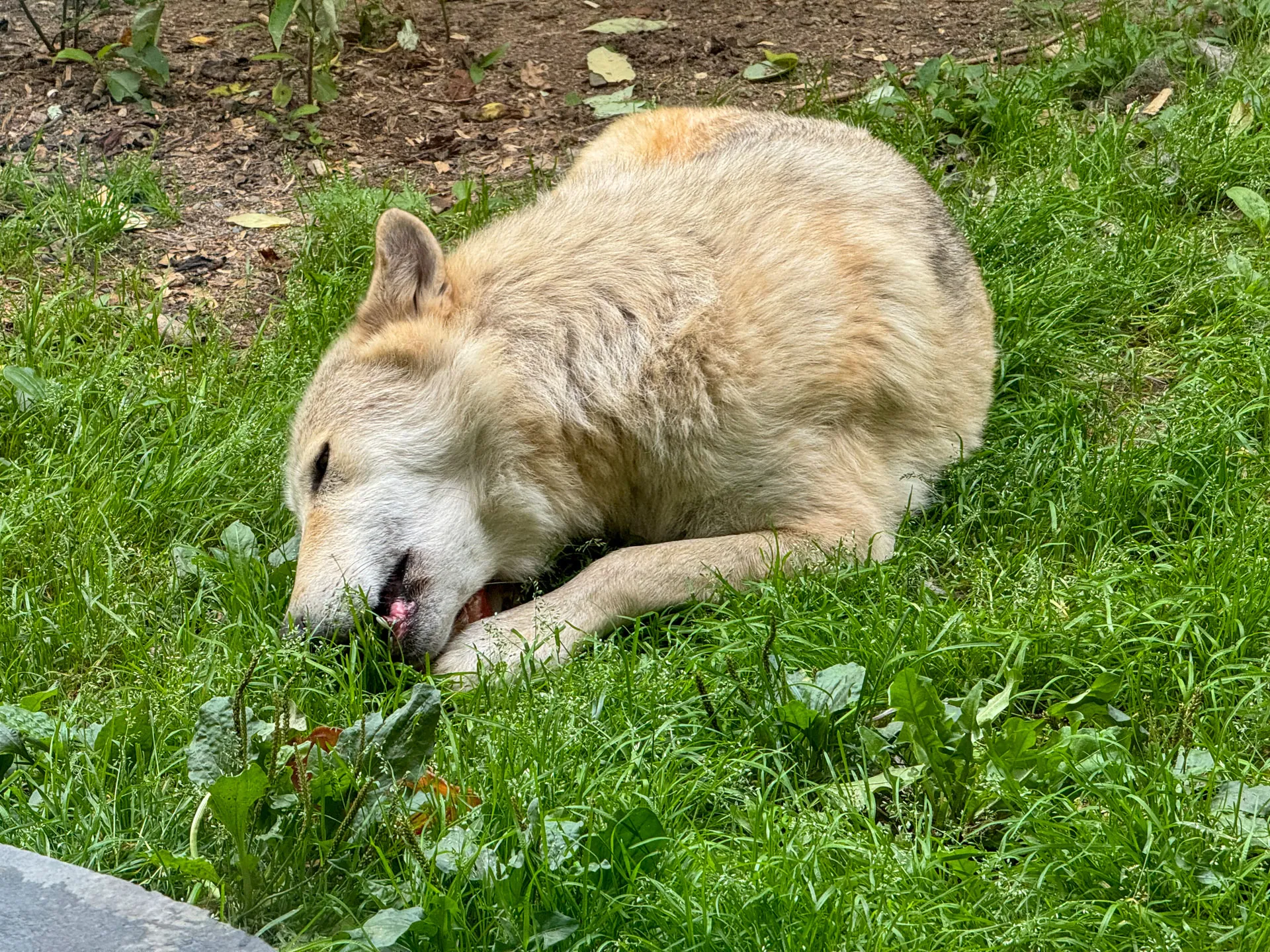 A pale-furred wolf rests on a green grassy area, lying on its side with its eyes closed and head resting on the ground. Its body appears relaxed, surrounded by leaves and patches of dirt.
