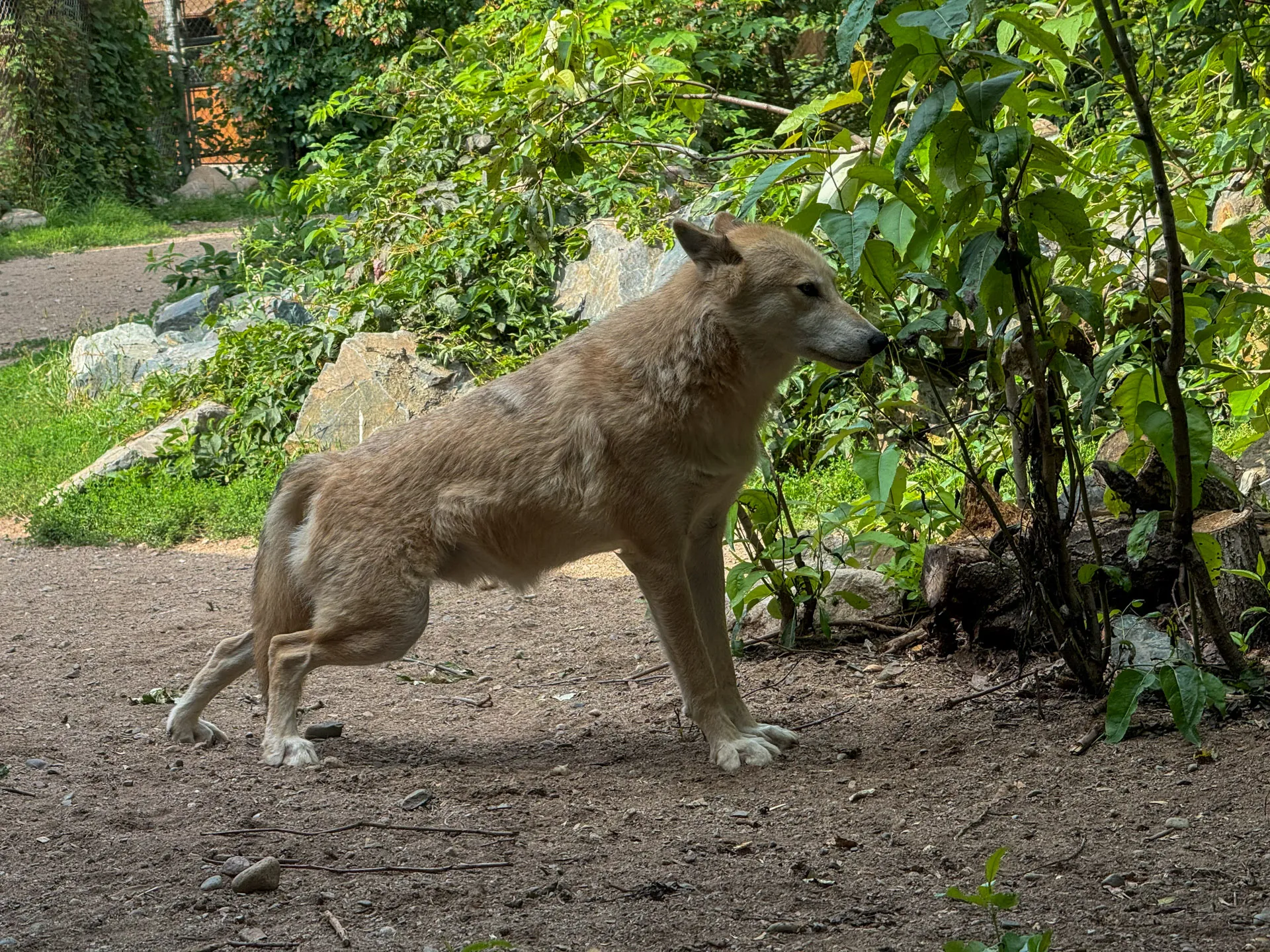 A light brown wolf stands alert on a dirt path surrounded by greenery. It has a bushy tail and pricked ears, gazing attentively to the right. Rocks and leafy vegetation are in the background, with sunlight filtering through the trees.
