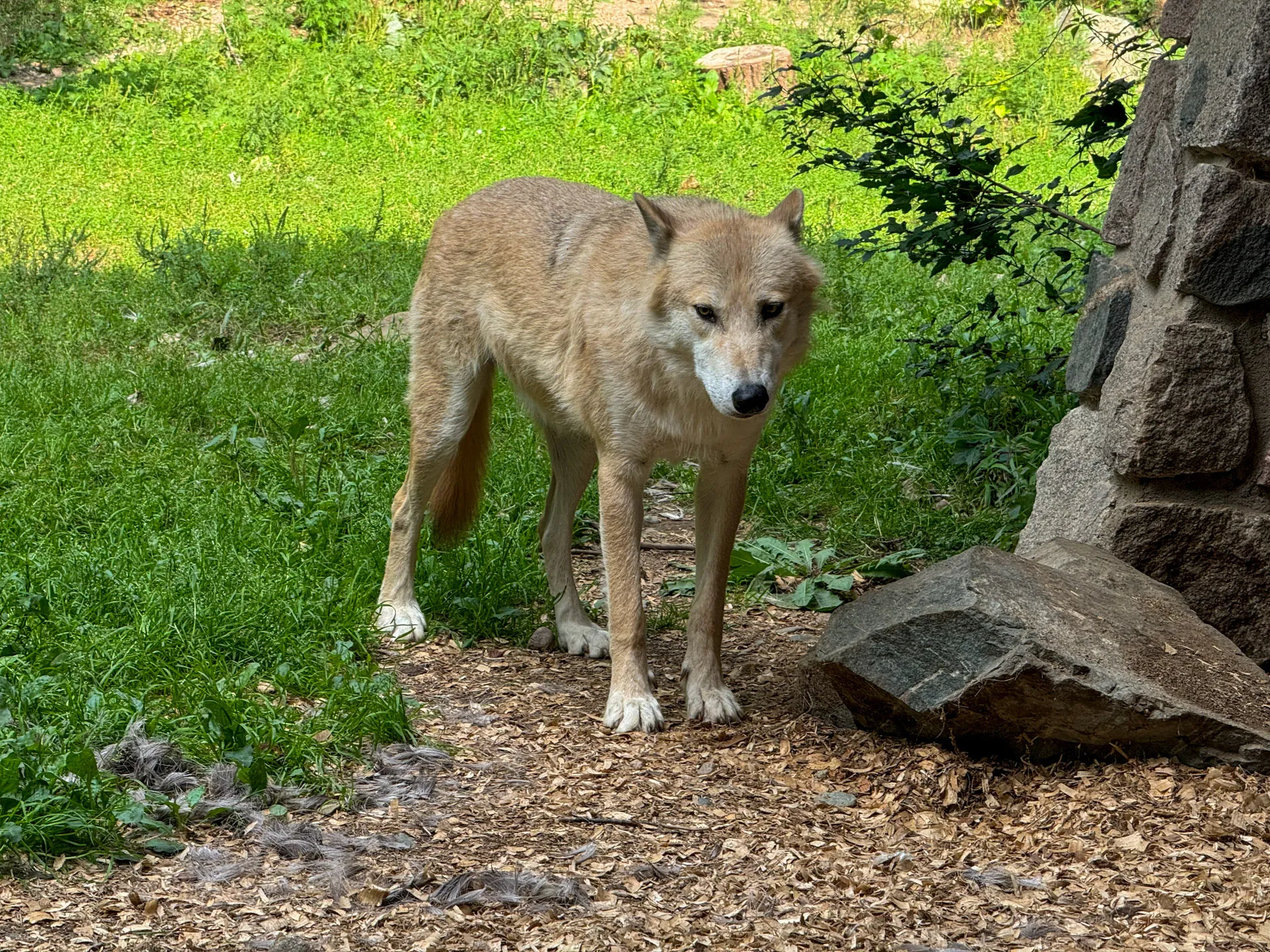 A brown and white wolf stands on a dirt path surrounded by green grass and foliage. Its gaze is directed forward, and a large rock is partially visible on the right. White fur is scattered on the ground, and sunlight filters through the scene, creating a natural setting.