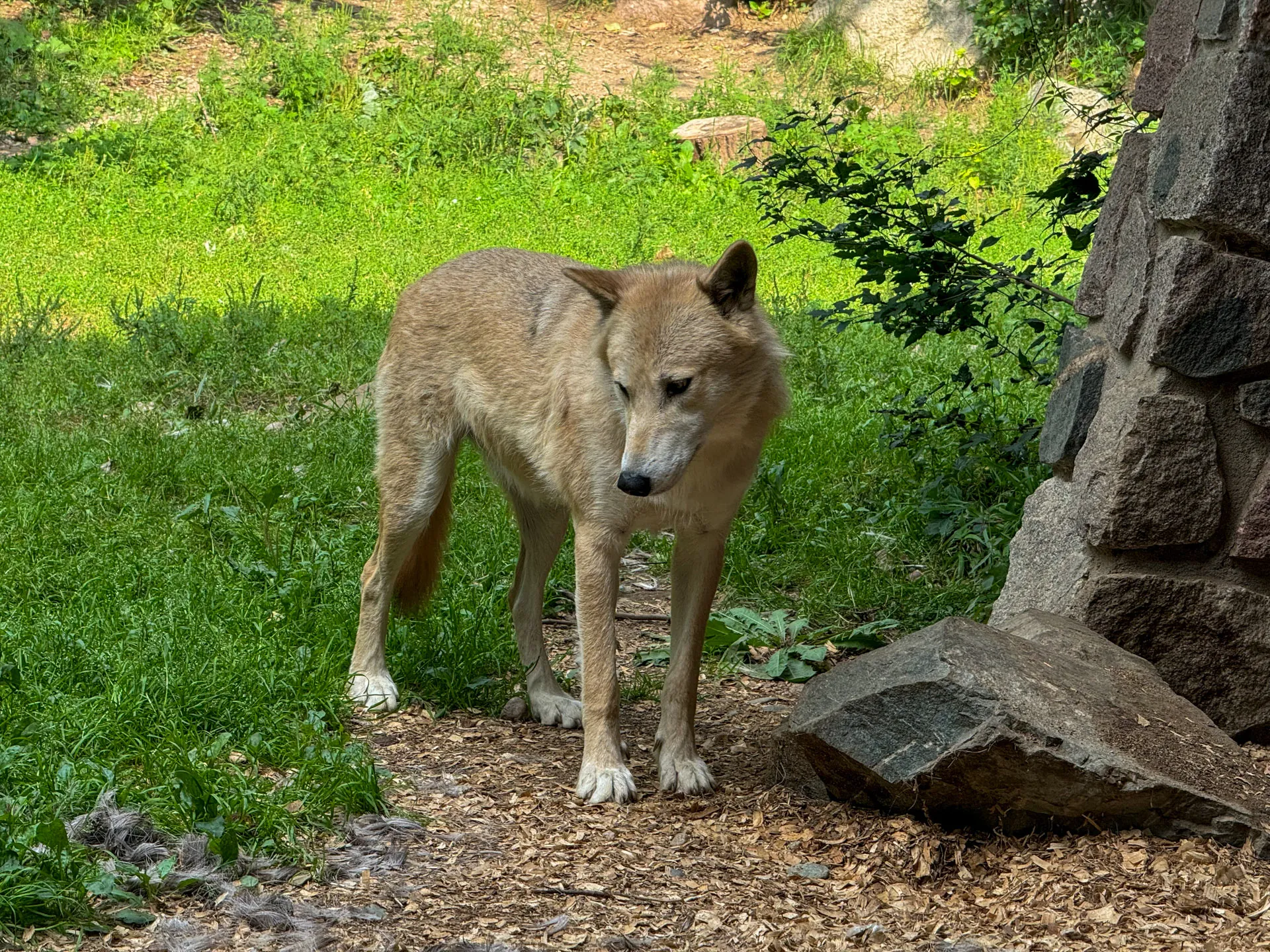 A lone, light brown wolf stands on a pathway covered with wood chips. It is positioned near a stone structure, with a backdrop of lush green grass and scattered foliage. The wolf appears calm, its gaze directed downward. Sunlight casts shadows on the scene, enhancing the natural setting.