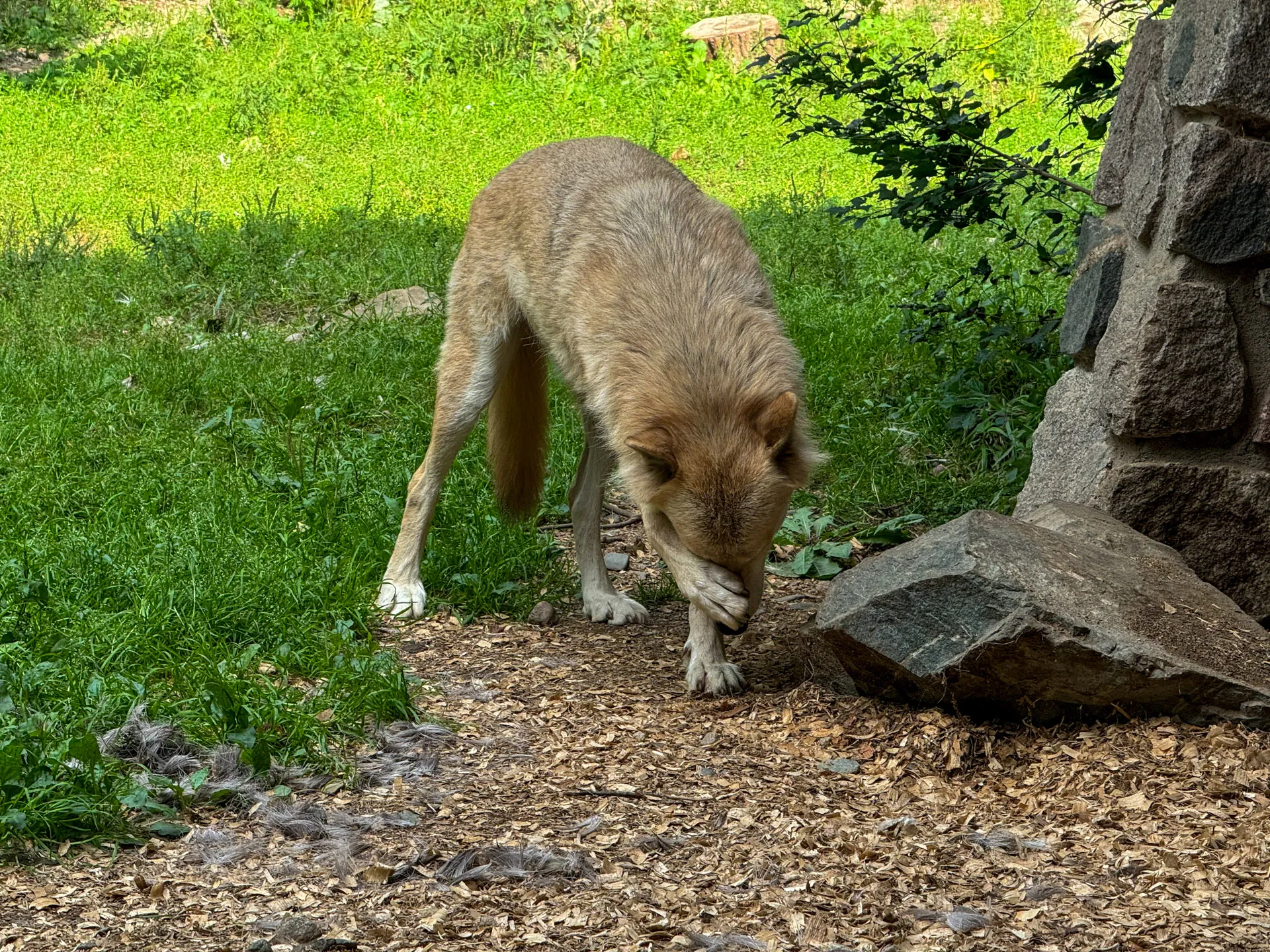 A wolf with light brown fur stands on a leaf-covered ground near a stone structure, sniffing or licking its paw. The background contains green grass and a few small shrubs, with scattered tufts of fur on the ground.