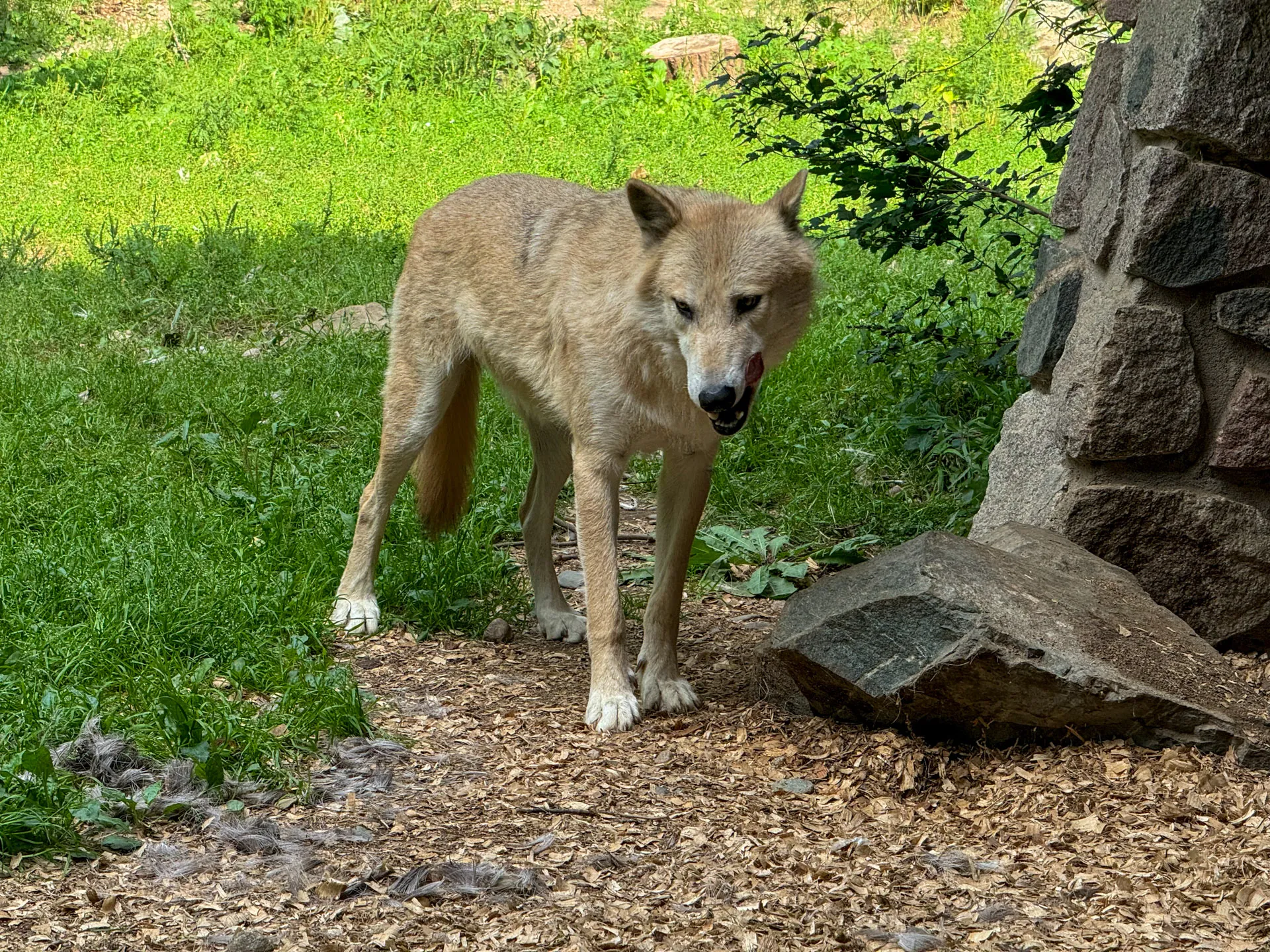 A lone wolf stands on a dirt path next to a stone wall. Its fur is a mix of tan and brown, and it seems to be mid-stride. The background is lush with green grass and a few scattered rocks and leaves, suggesting a natural, wooded environment. Shadows and light play on the scene.