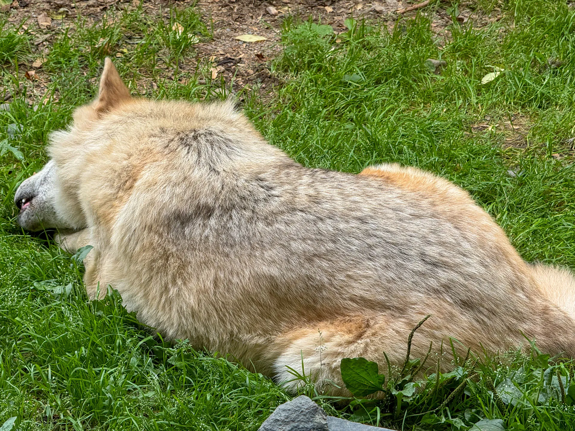 A wolf with light brown and gray fur is lying on green grass, facing away. Its ears are perked up, and the tail is partially visible. The ground has some small rocks and patches of dirt surrounding the grassy area.