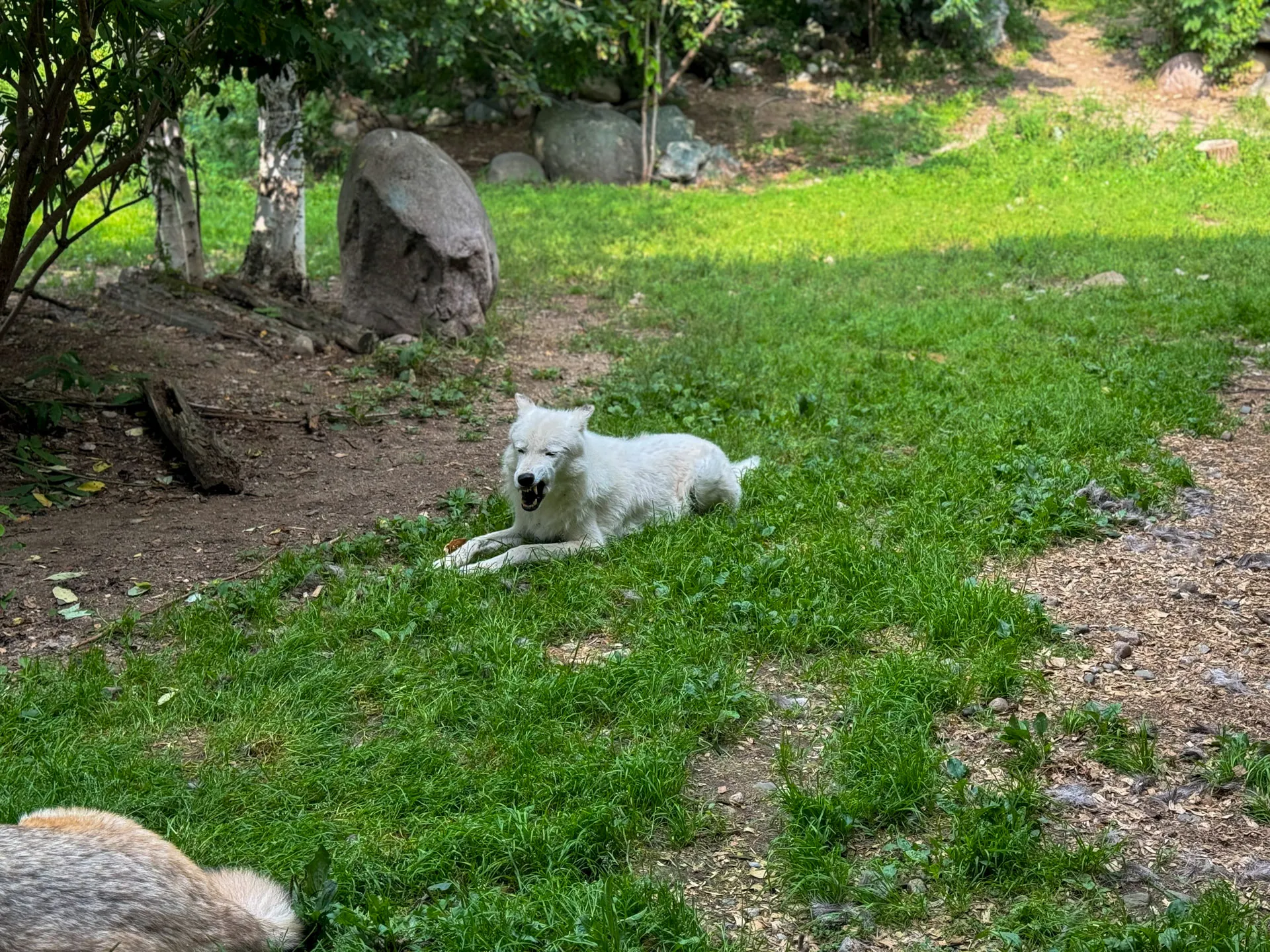 A white wolf is lying on a grassy area, looking relaxed with an open mouth. Behind it are trees, rocks, and more greenery, creating a natural setting. In the foreground, part of another animal, possibly a wolf, can be seen. The scene conveys a peaceful wildlife environment.