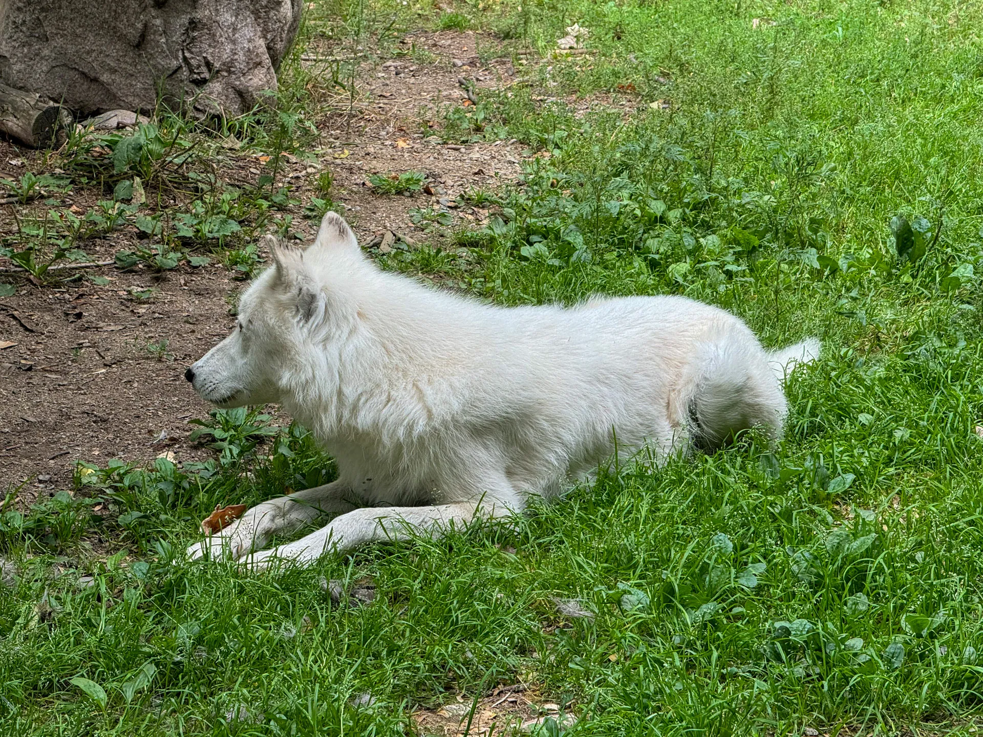 A white wolf with thick fur is lying on its stomach on lush green grass. Its head is turned to the left, and its ears are perked up. The ground around it is a mix of grass and patches of bare soil, and a large rock is partially visible in the upper left background.