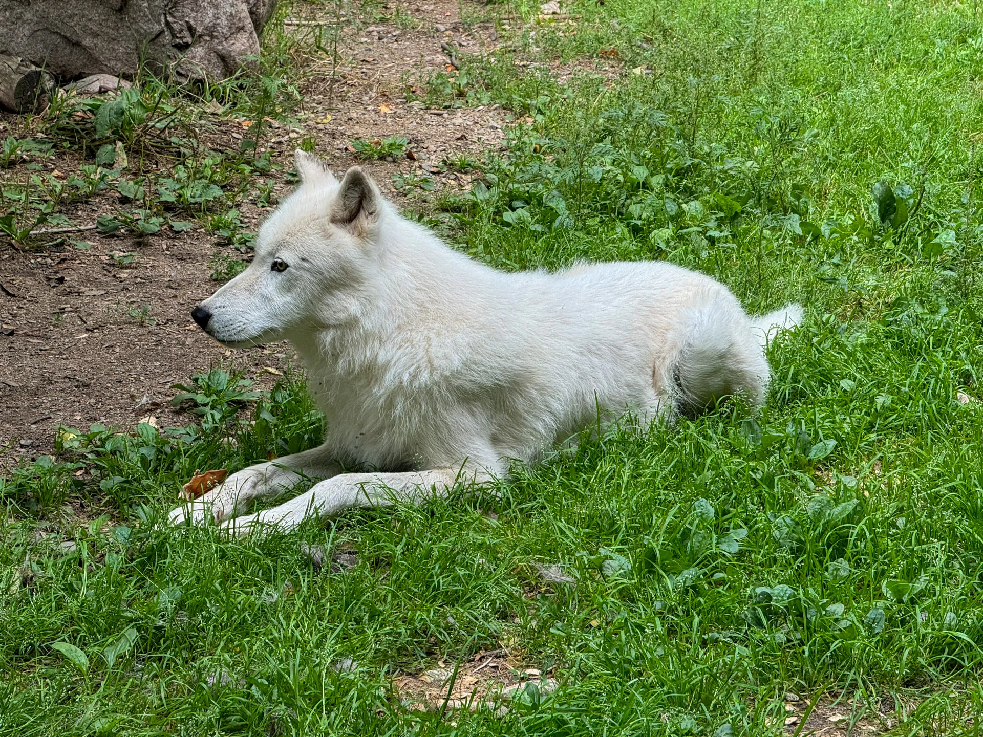 A white wolf with dense fur lies on the green grass, facing left, in a natural setting. The wolf appears alert with ears perked up. Surrounding it are patches of bare ground and some greenery, creating a tranquil outdoor environment. Rocks are visible in the background.