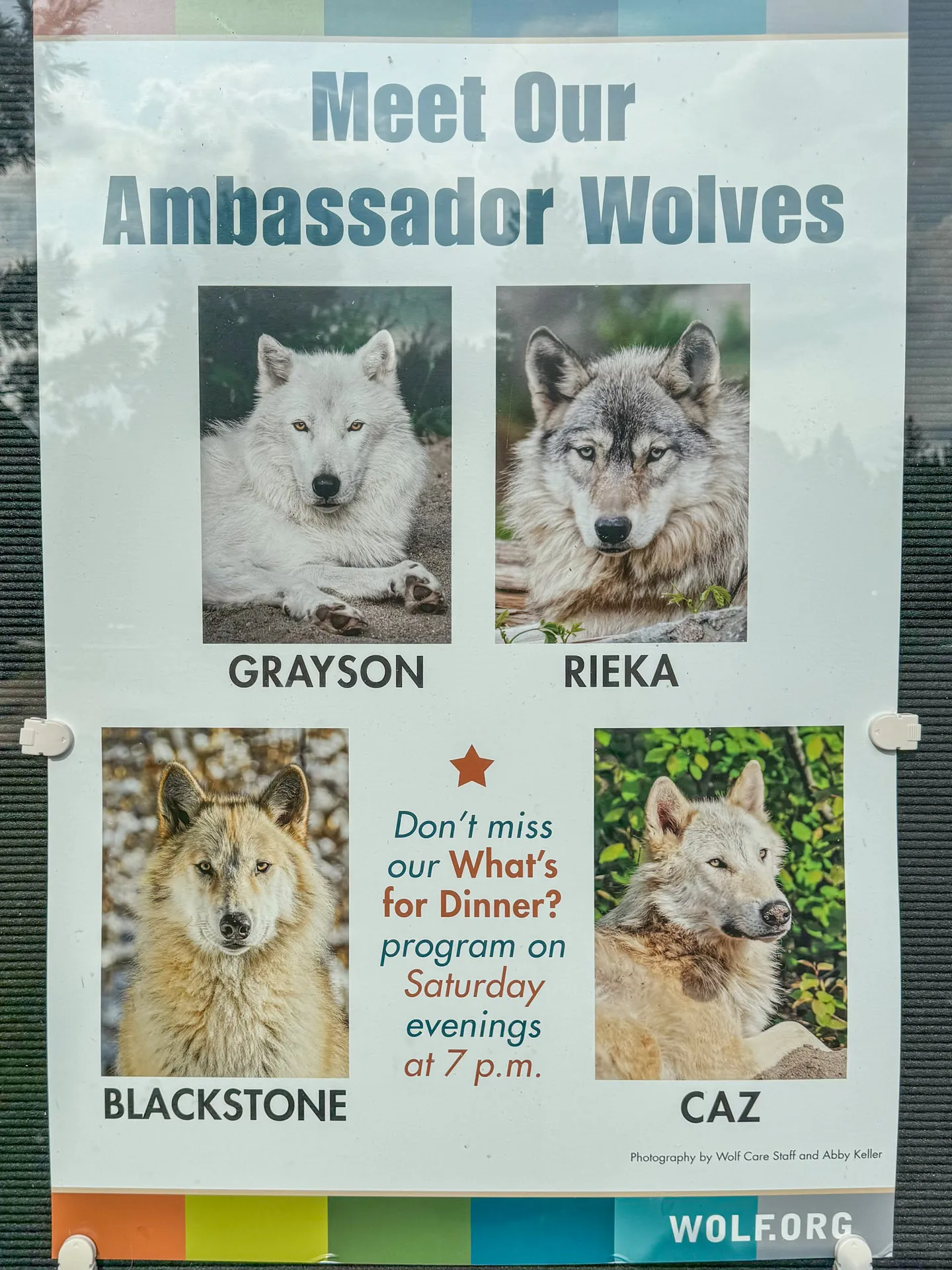 Poster featuring four wolves: a white wolf labeled Grayson, a gray wolf labeled Rieka, a light brown wolf labeled Blackstone, and a darker wolf labeled Caz. Text promotes a "What's for Dinner?" program on Saturday evenings at 7 p.m. The bottom corner shows "WOLF.ORG.