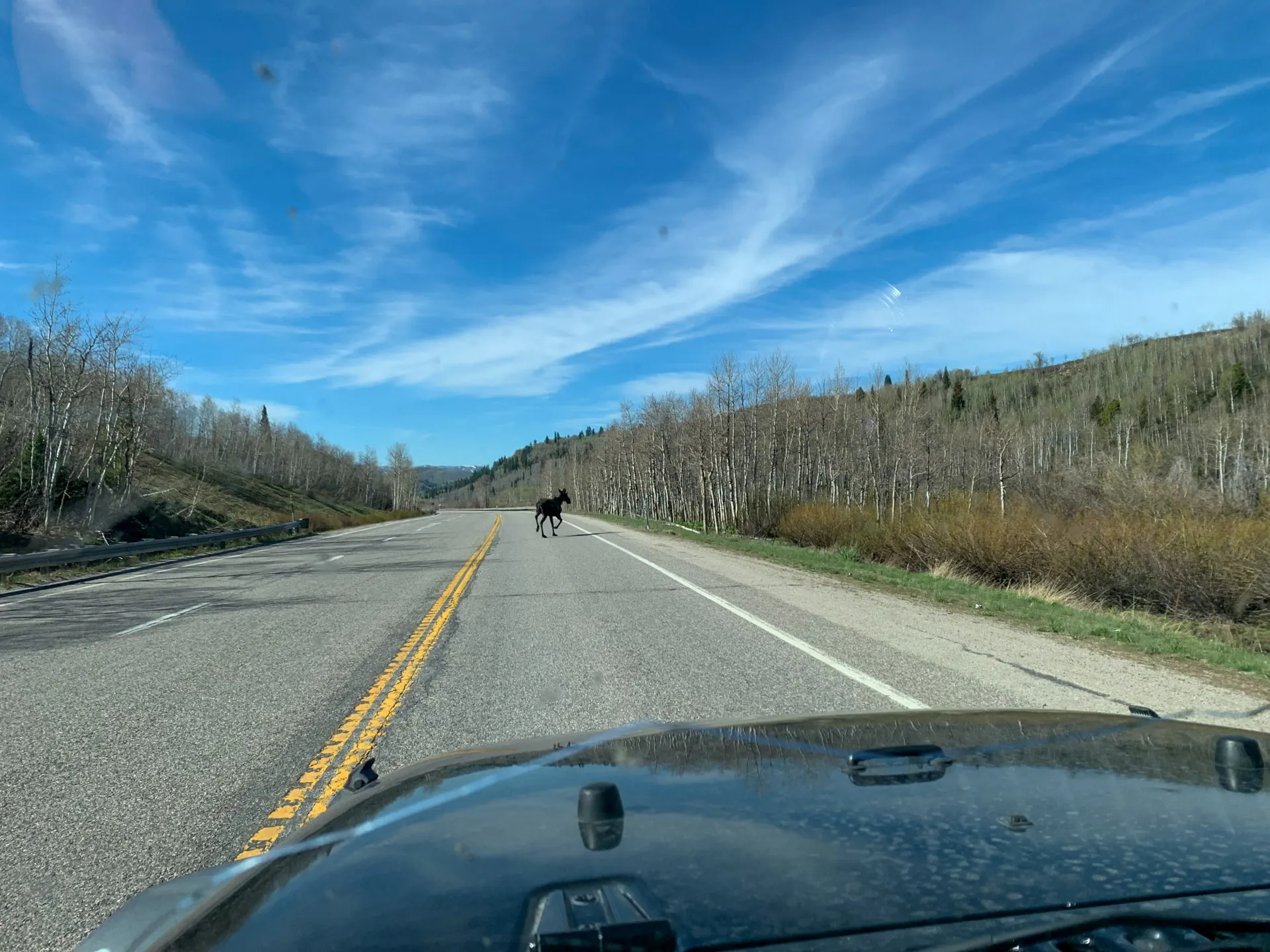 View from a vehicle's windshield of a rural road with a moose walking across it. The road is mostly empty, bordered by bare trees and green shrubs under a bright blue sky with wispy clouds. The vehicle's hood and part of the dashboard are visible in the foreground.