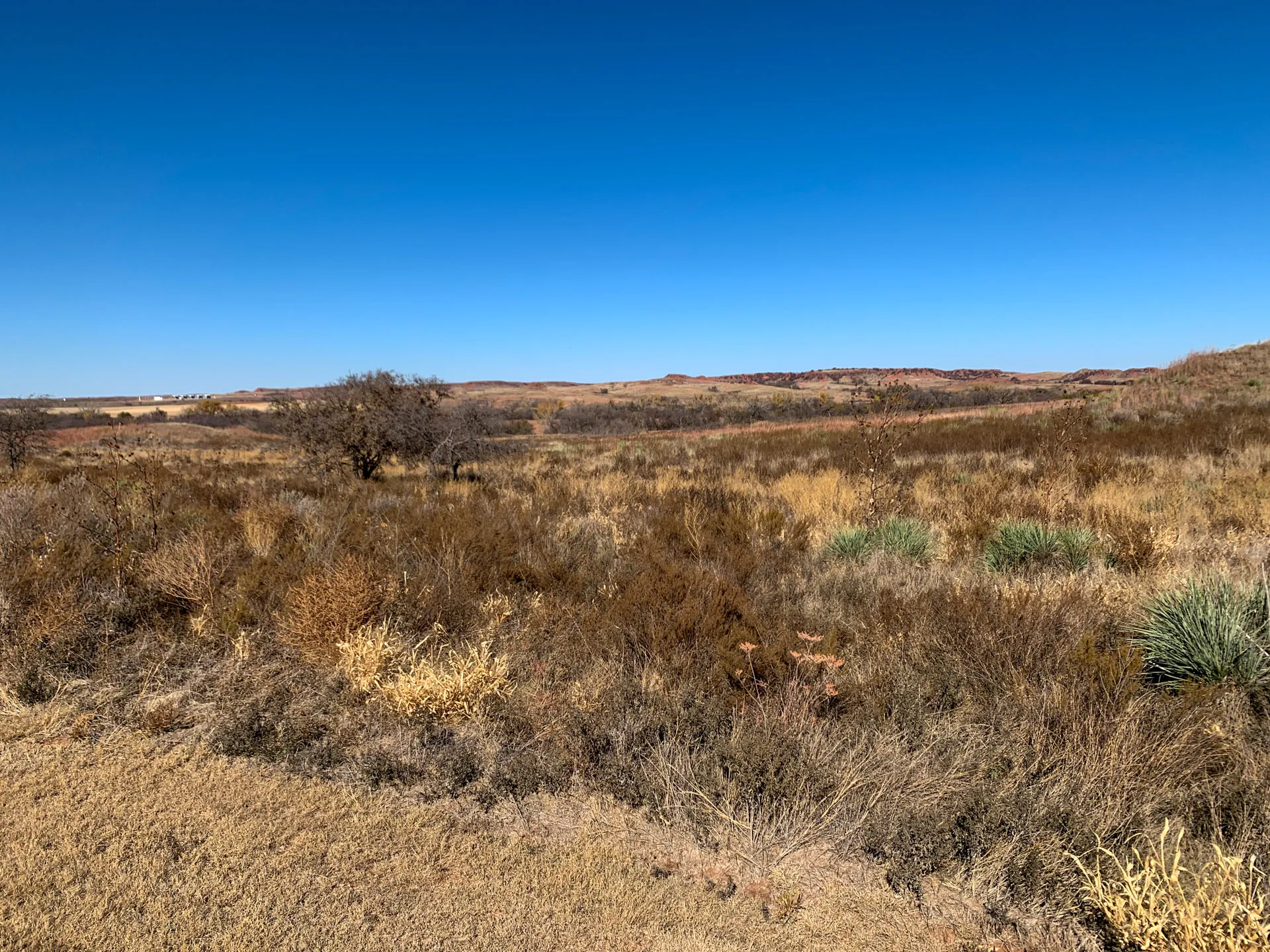 Dry grassland landscape under clear blue sky, featuring sparse, brown vegetation and a few bushes. Distant low hills in the background add depth to the scene. The foreground displays a mix of dried grasses and plants, emphasizing the arid, open terrain.
