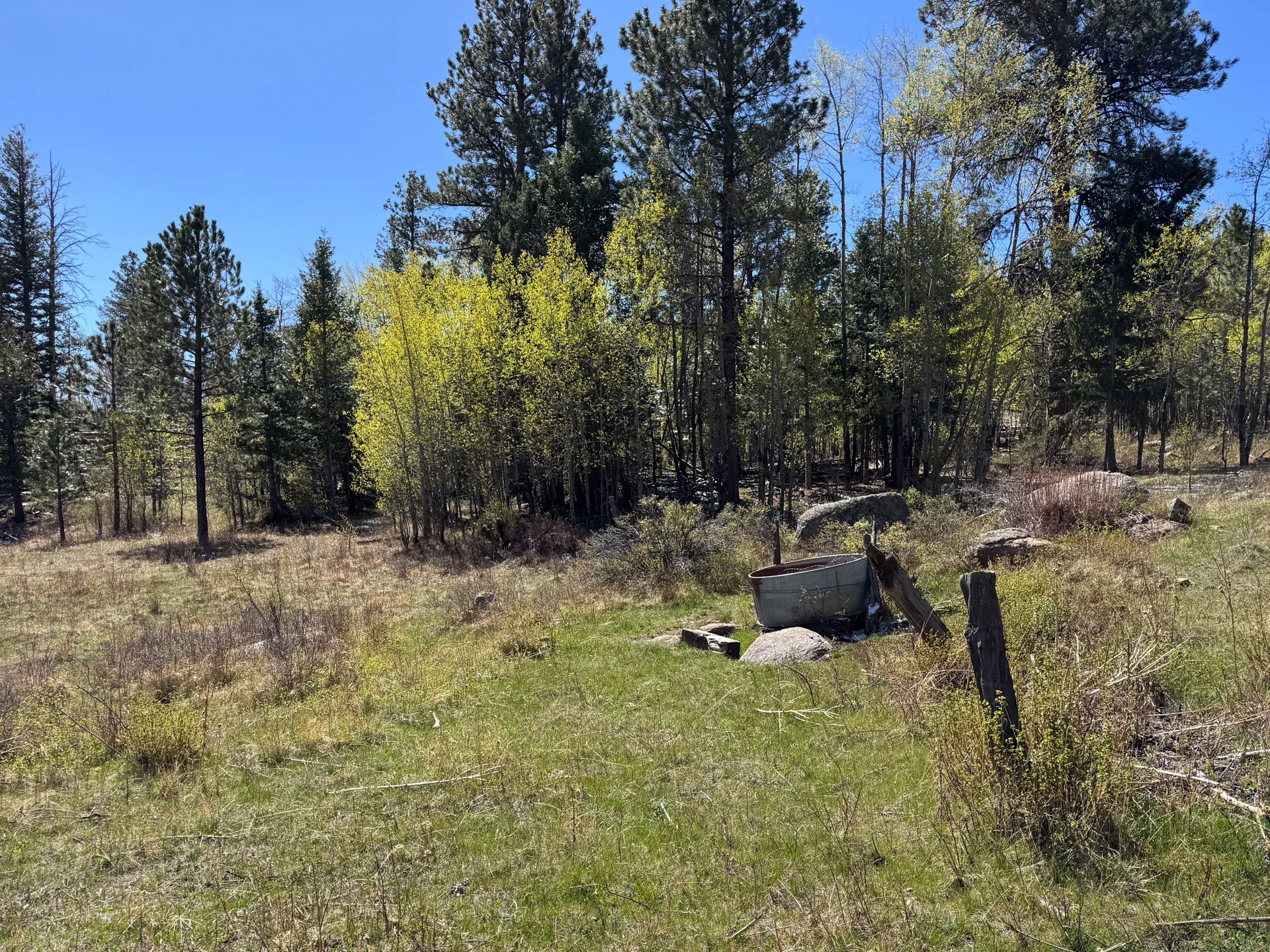 A grassy clearing bordered by pine and leafy trees under a blue sky lies along the Granite Ridge Trail in Roosevelt National Forest. In the foreground, an old, rusty metal water trough sits amid low grass near a weathered wooden post and dappled shadows.
