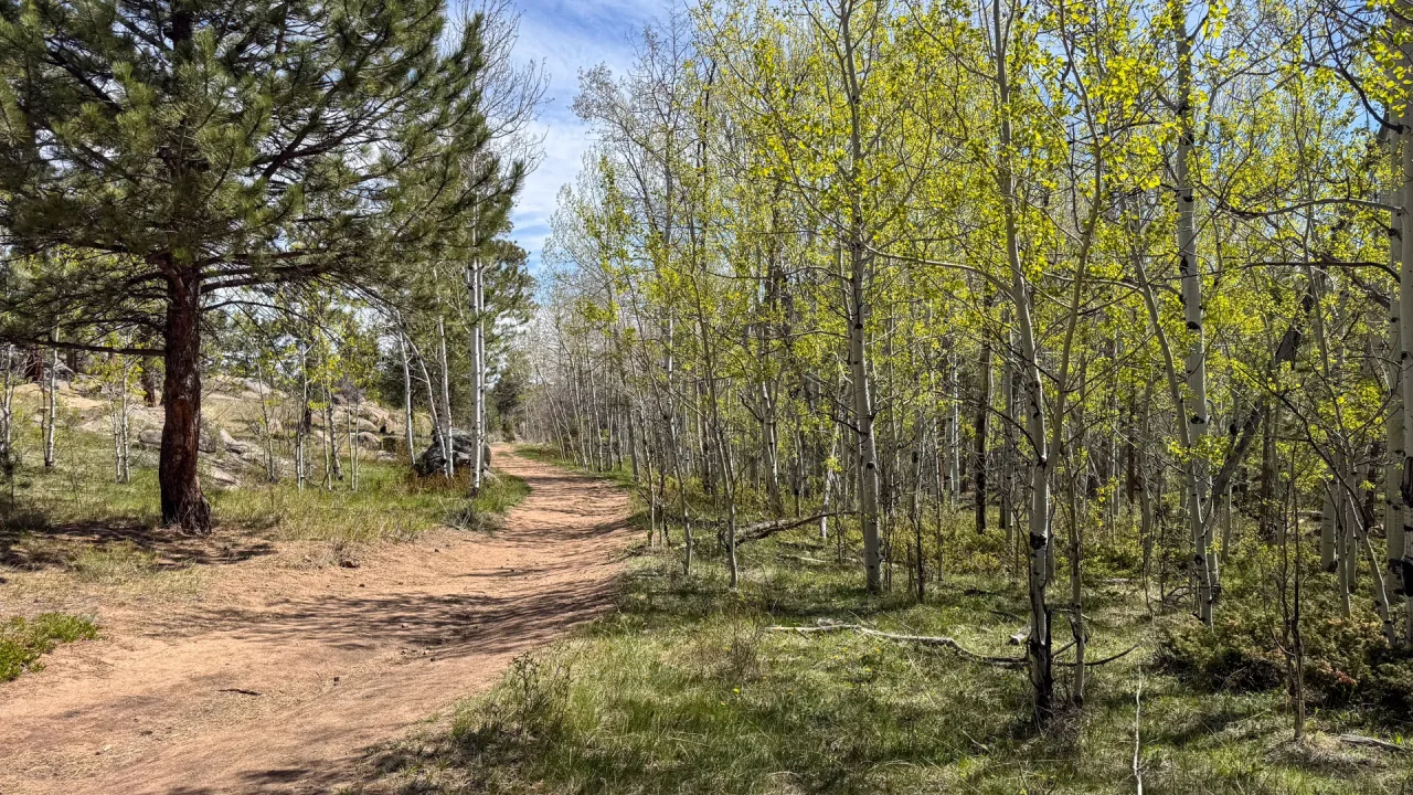 A dirt path, part of the Frog Pond Trail, winds through a forest of slender trees with fresh green leaves on the right, while a large pine stands on the left. Sunlight filters through branches, casting dappled shadows on the grassy ground below.