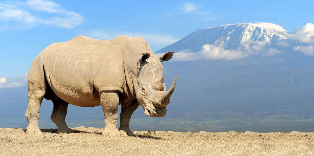 Majestic Rhino