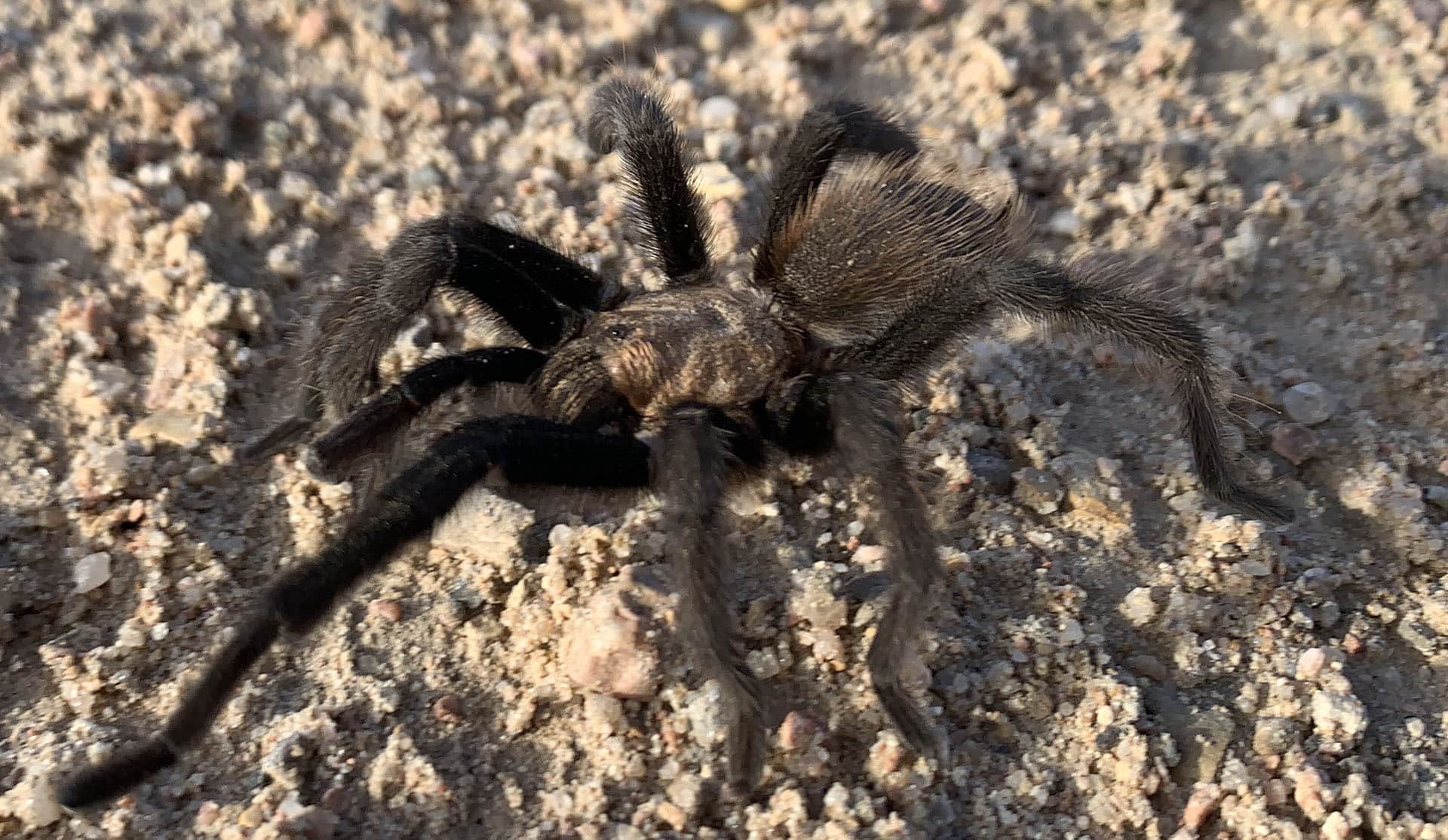 A spider walking on the ground at Comanche National Grasslands.