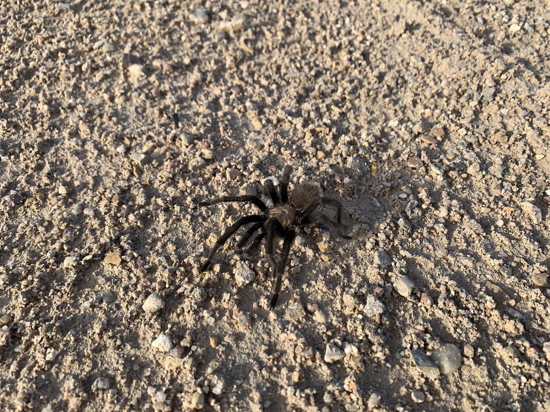 A black and brown spider on the ground at Comanche National Grasslands.